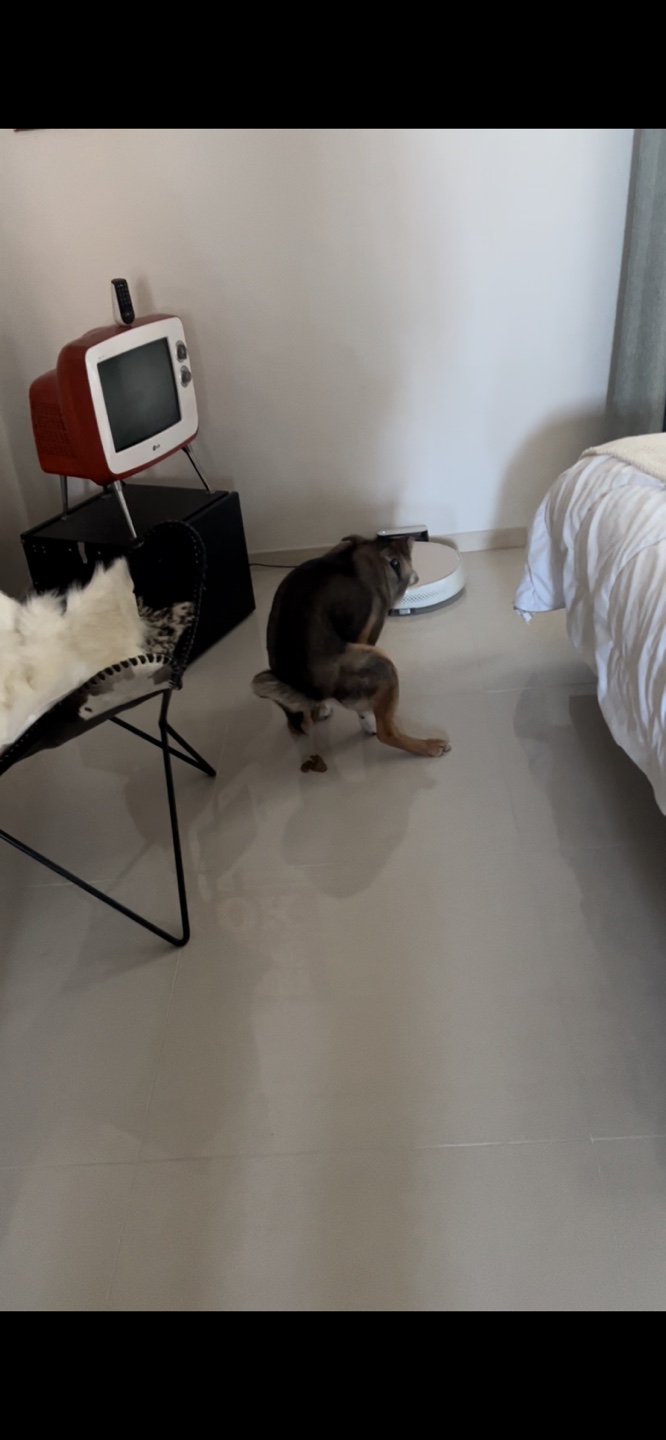 (입양 1주일) 구)강식,  우리 테오 입양 후기 입니다