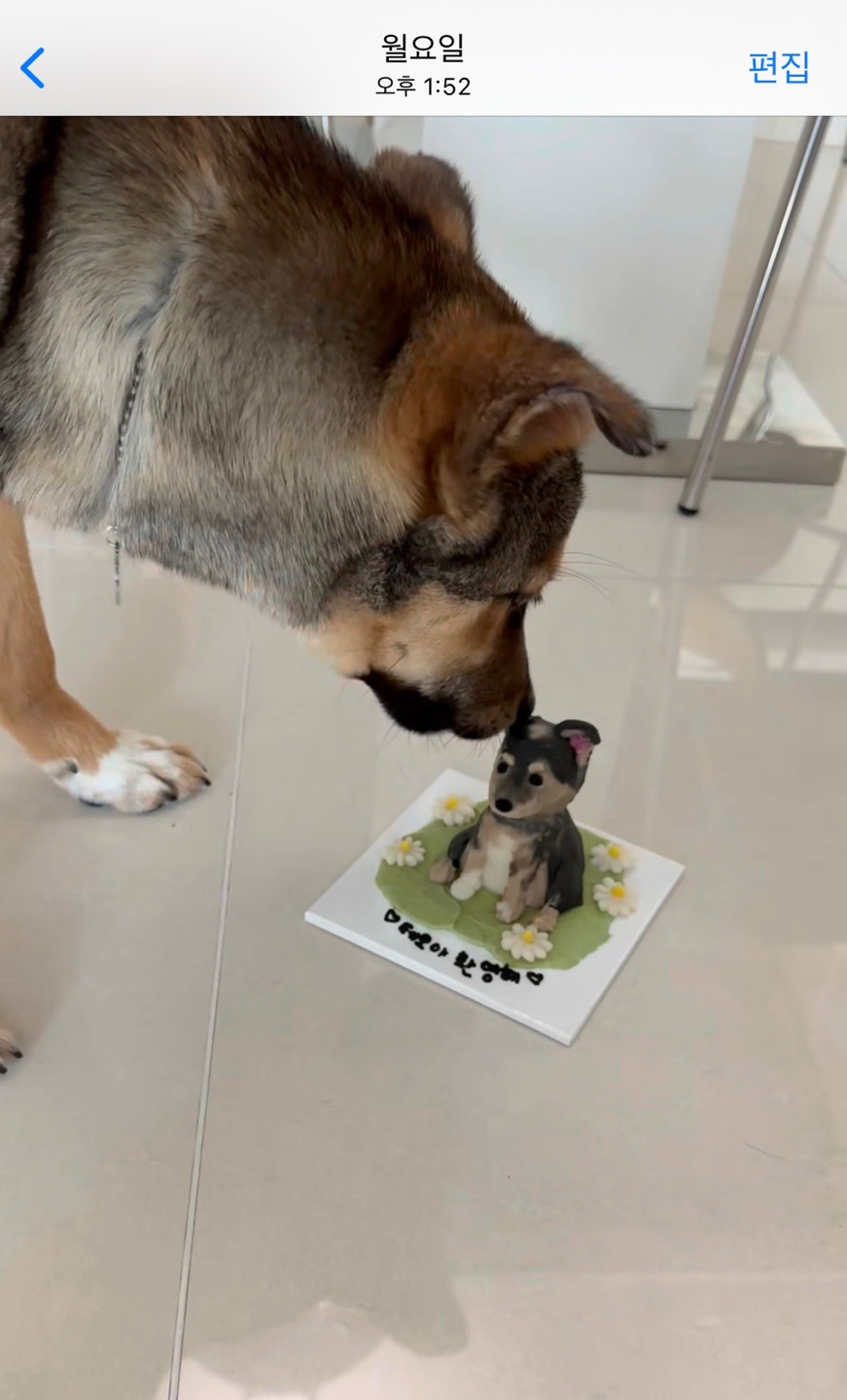 (입양 1주일) 구)강식,  우리 테오 입양 후기 입니다