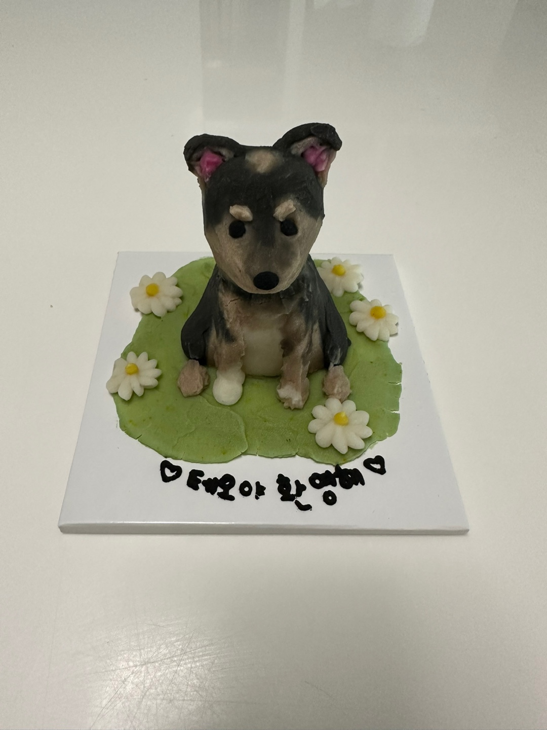 (입양 1주일) 구)강식,  우리 테오 입양 후기 입니다