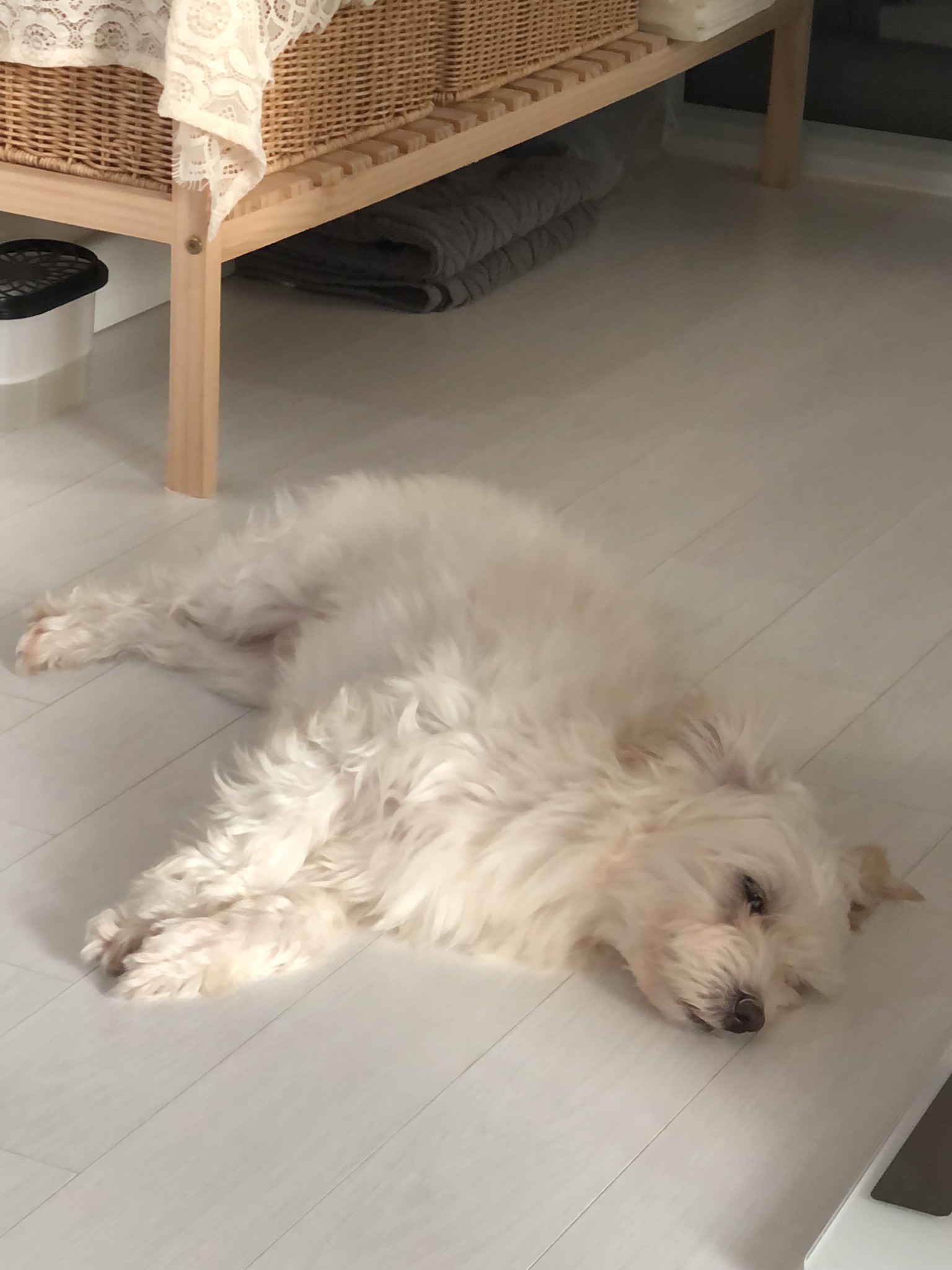 오름(아산구조견 미도) 입양 삼개월후기