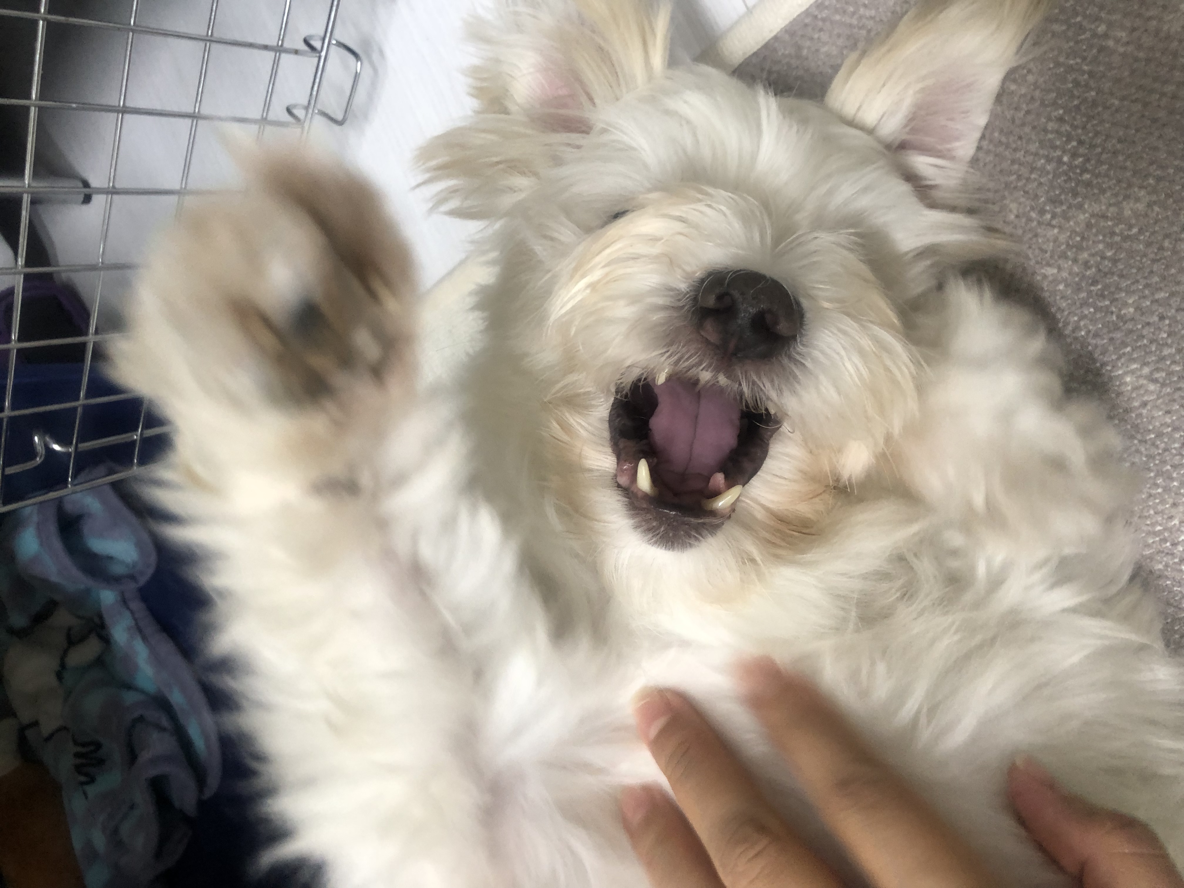 오름(아산구조견 미도) 입양 삼개월후기