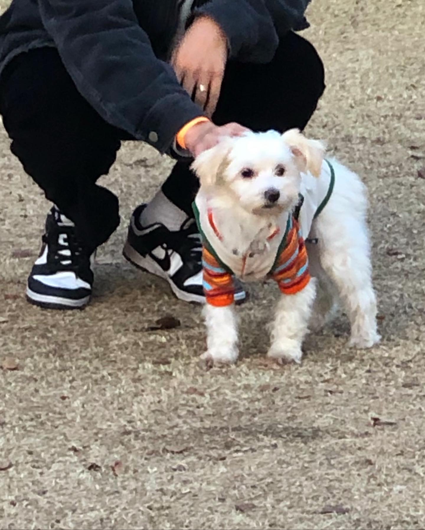 오름(아산구조견 미도) 입양 삼개월후기