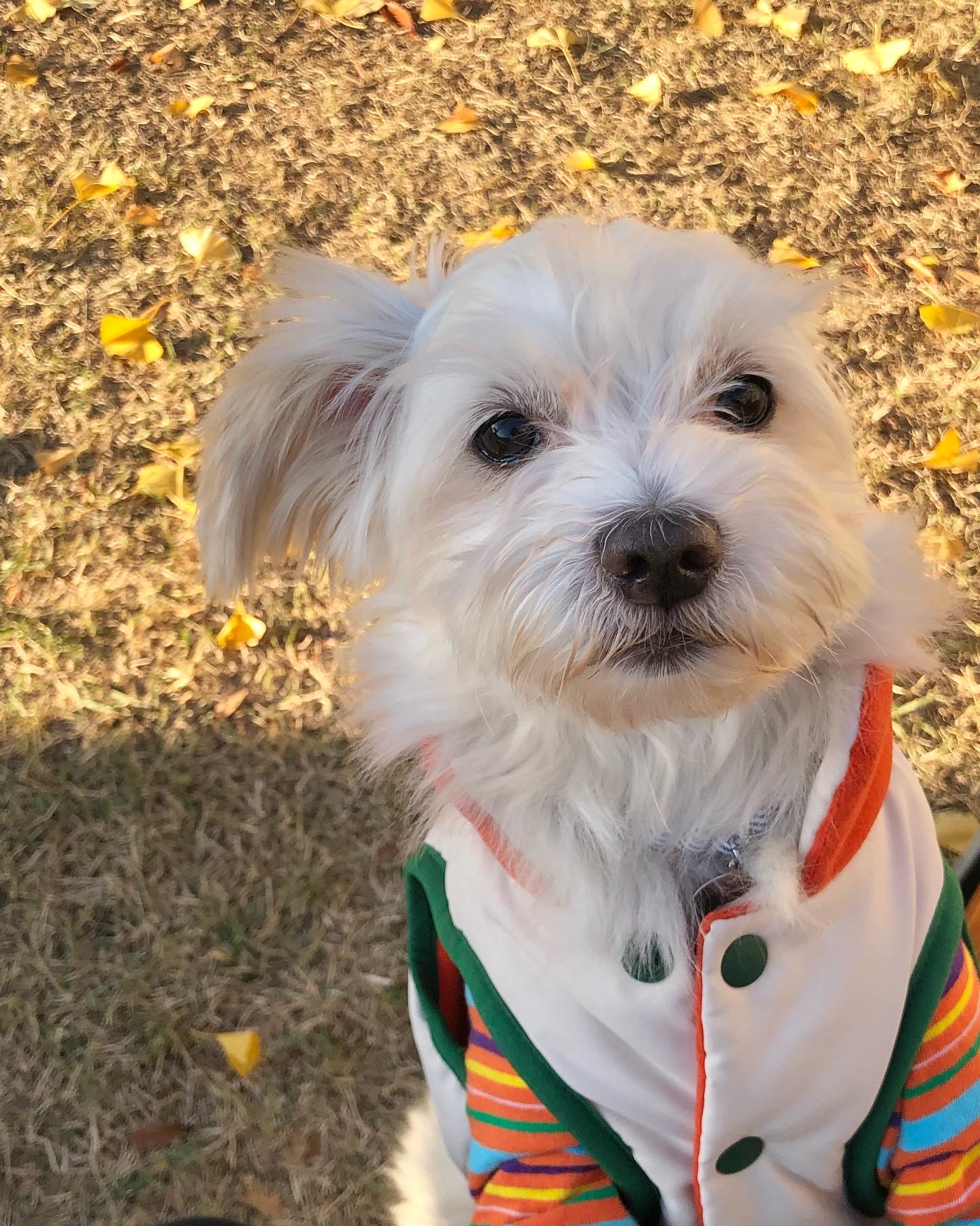 오름(아산구조견 미도) 입양 삼개월후기