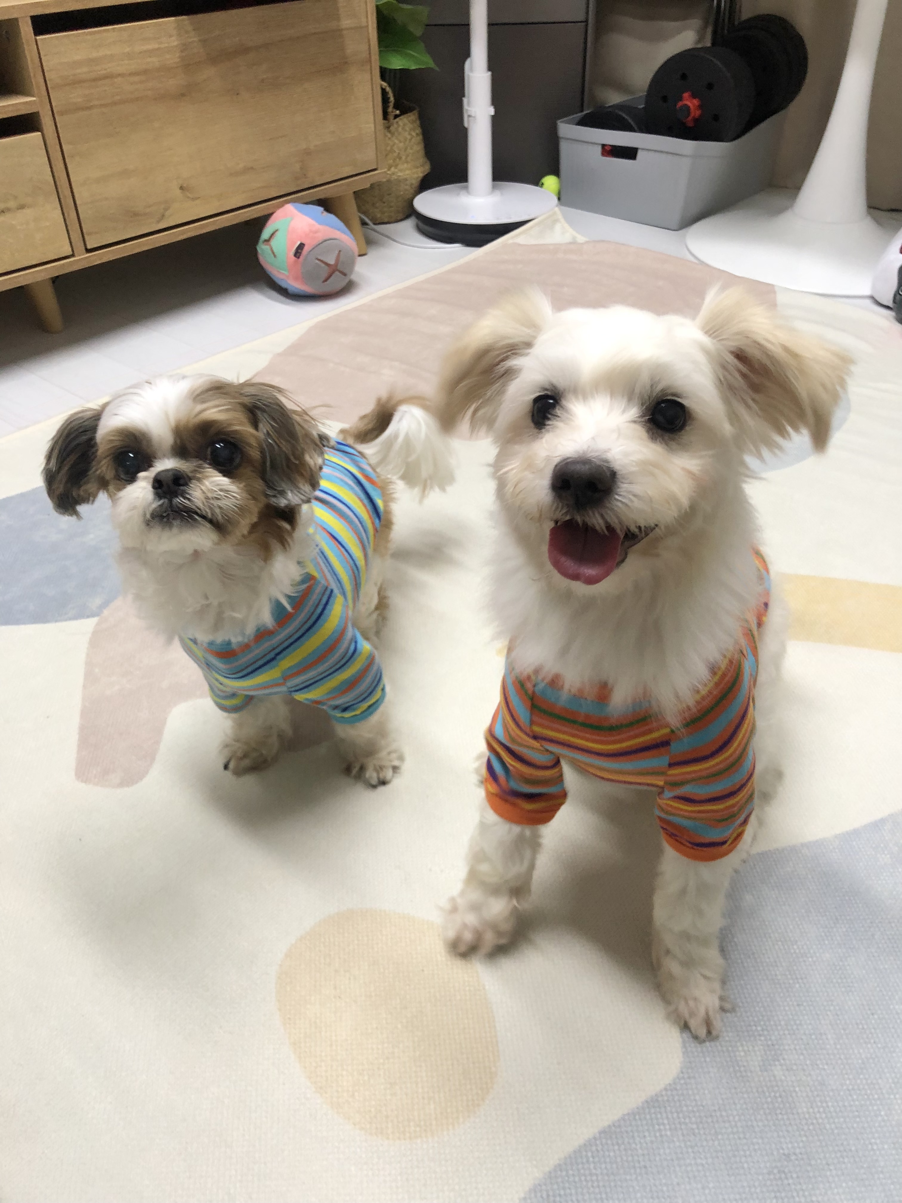 오름(아산구조견 미도) 입양 삼개월후기