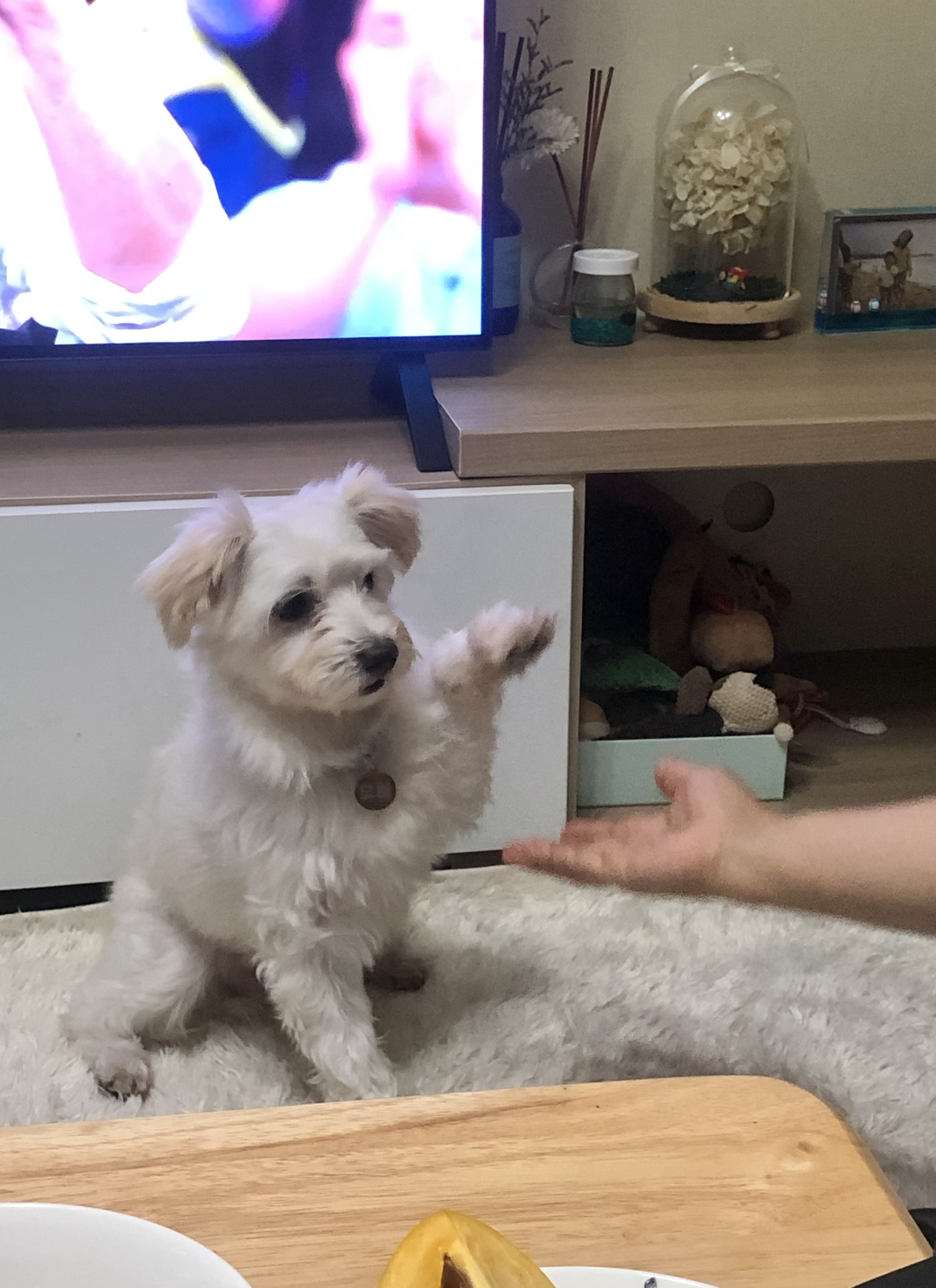 오름(아산구조견 미도) 입양 삼개월후기