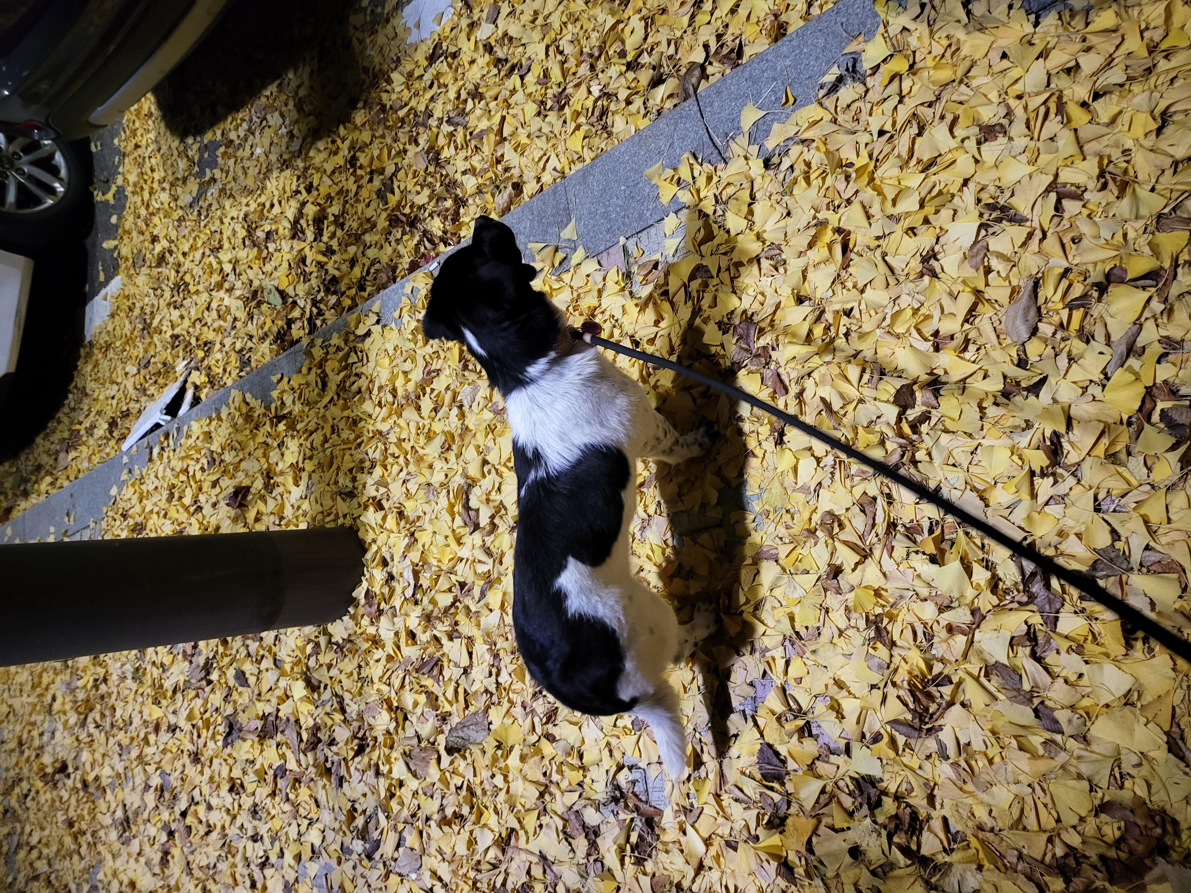 첸첸이~일상이야기