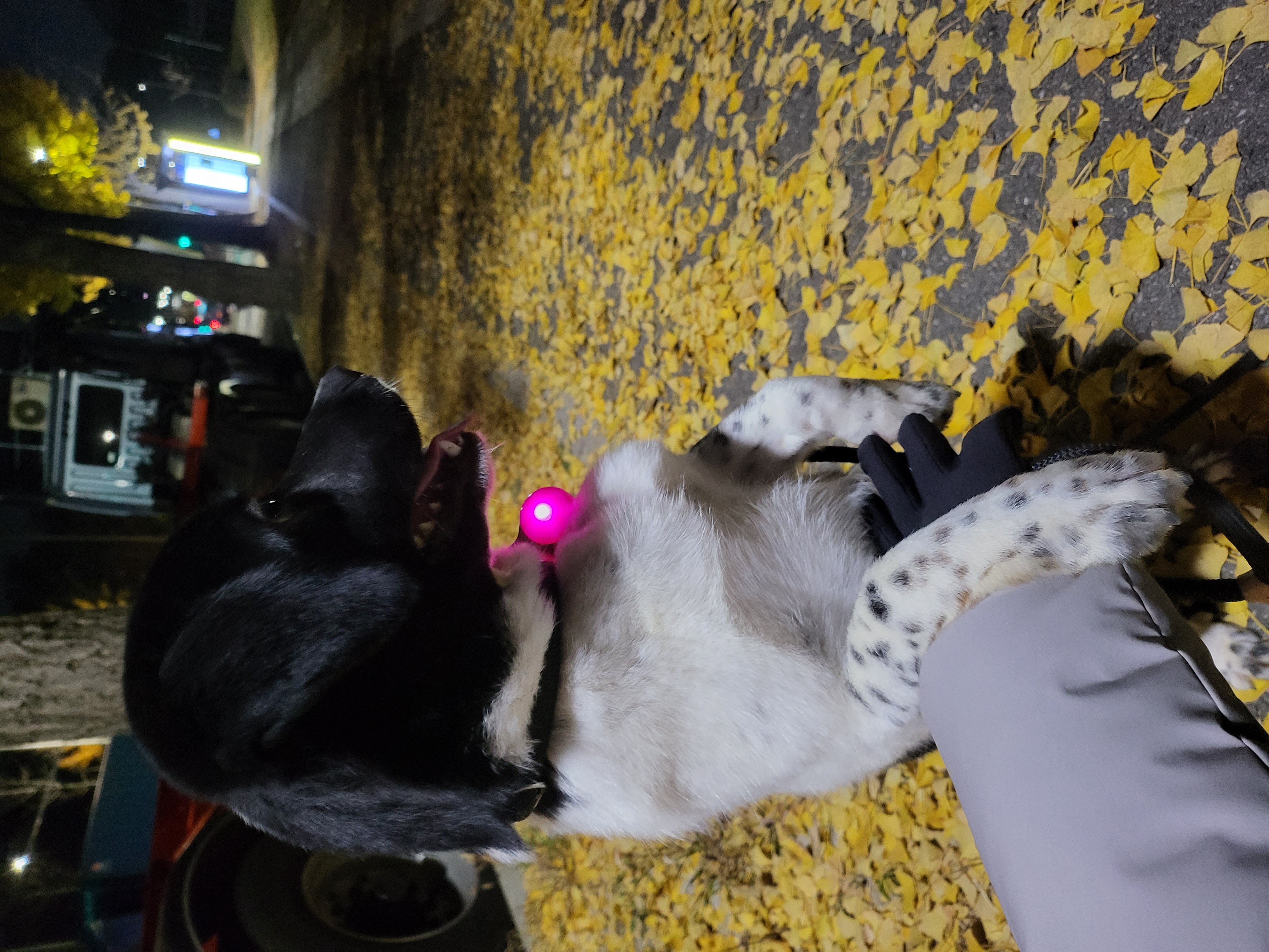 첸첸이~일상이야기