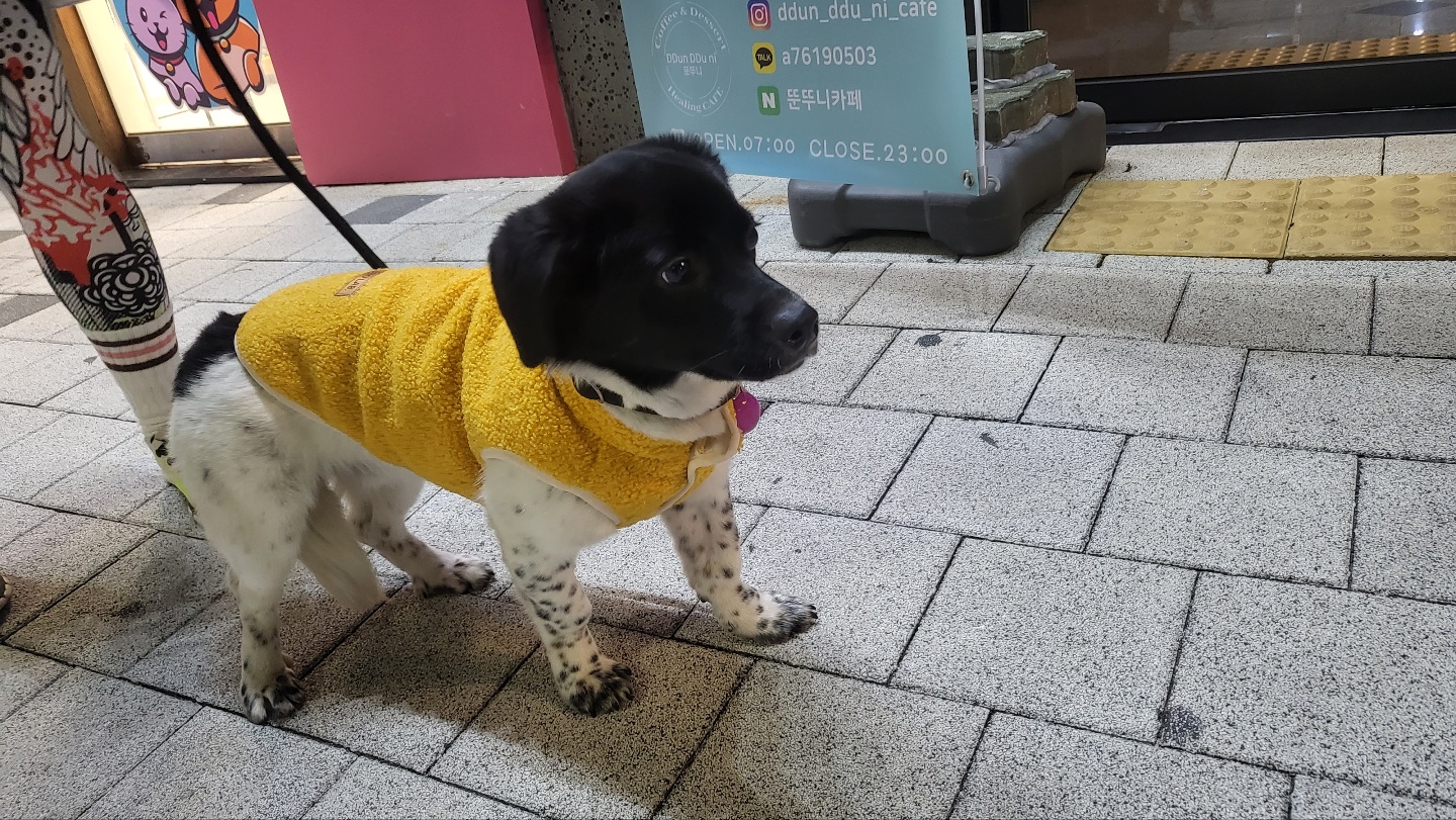 첸첸이~일상이야기