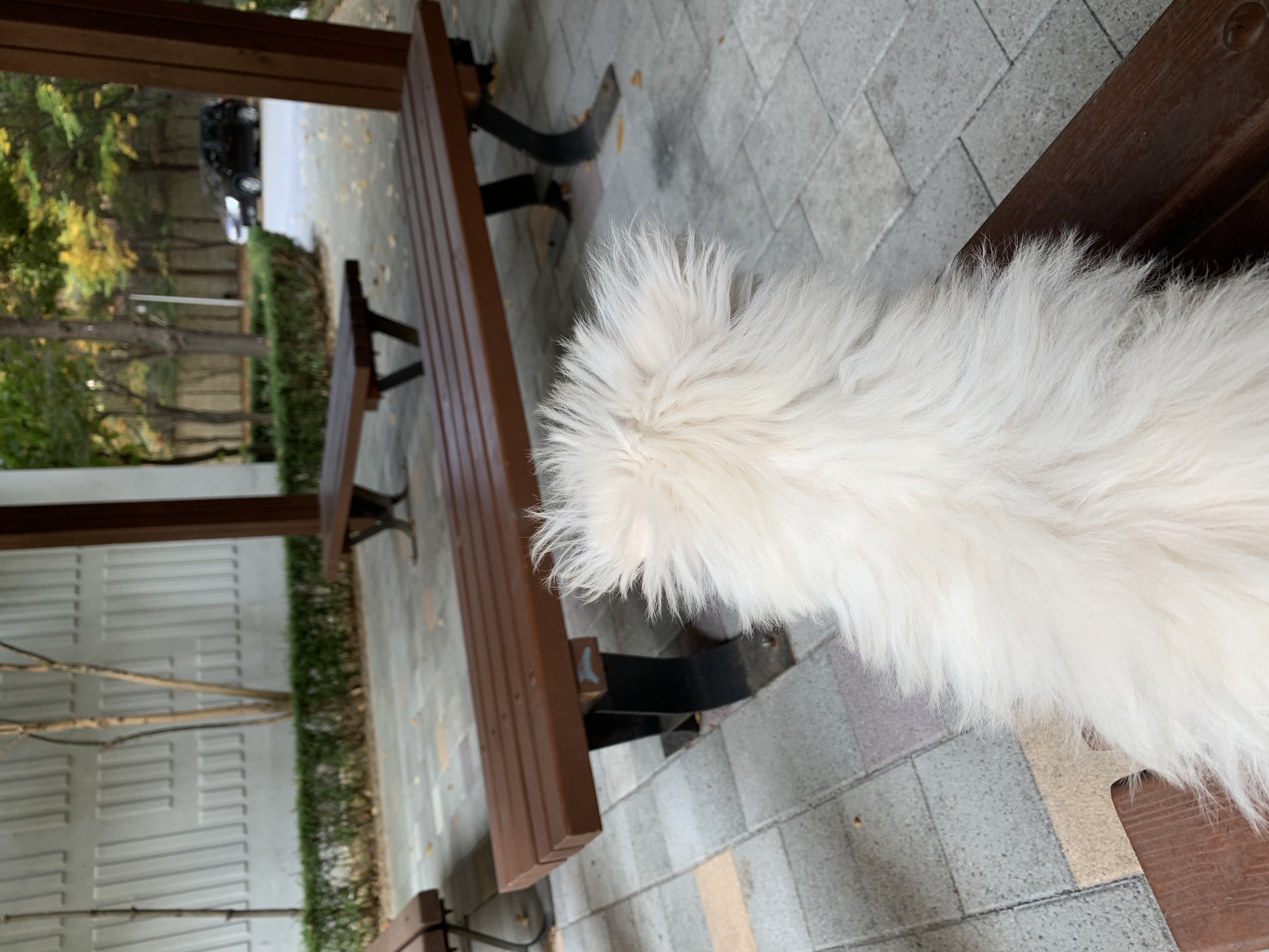 두리(소일이) 입양 한달차 입니다.