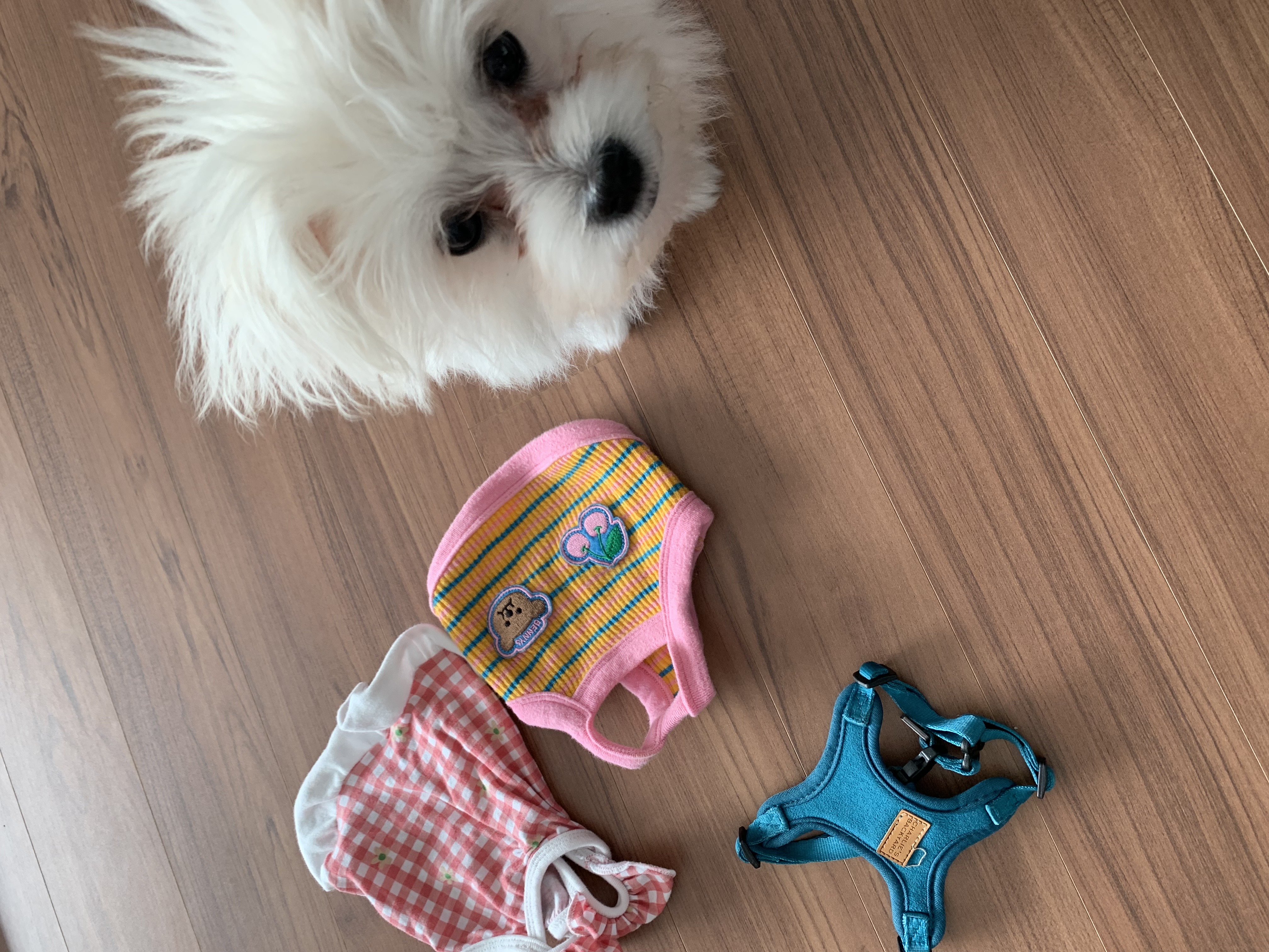 두리(소일이) 입양 한달차 입니다.