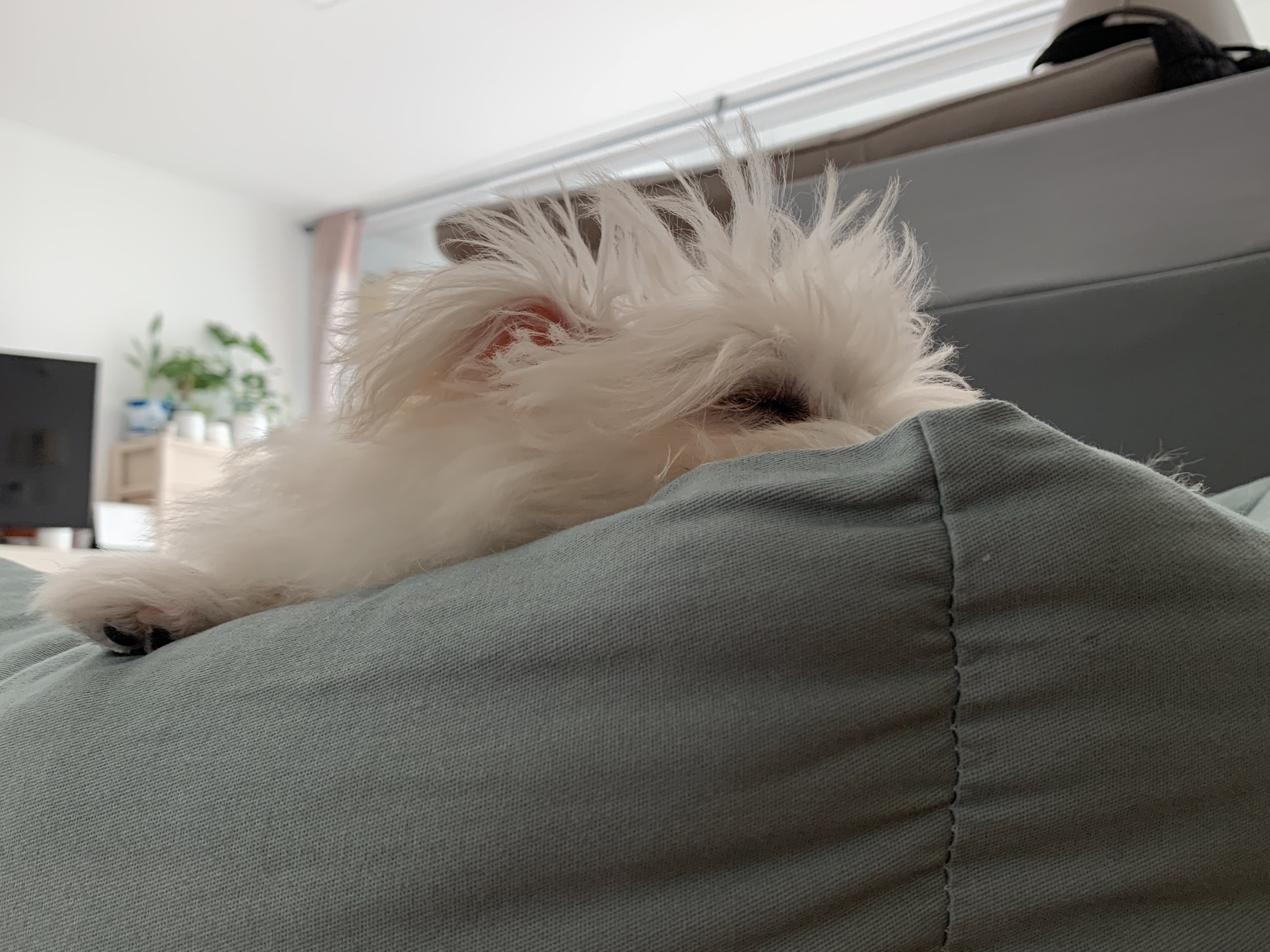 두리(소일이) 입양 한달차 입니다.