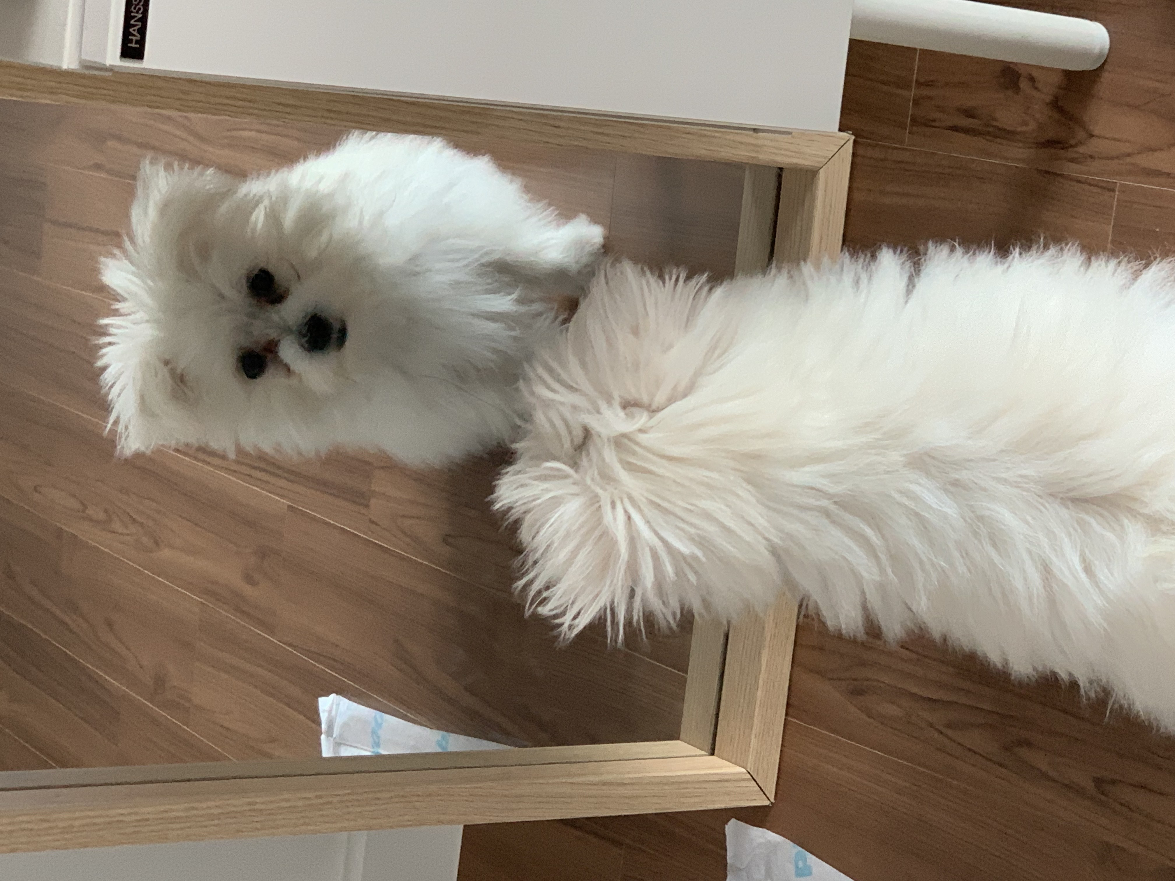 두리(소일이) 입양 한달차 입니다.