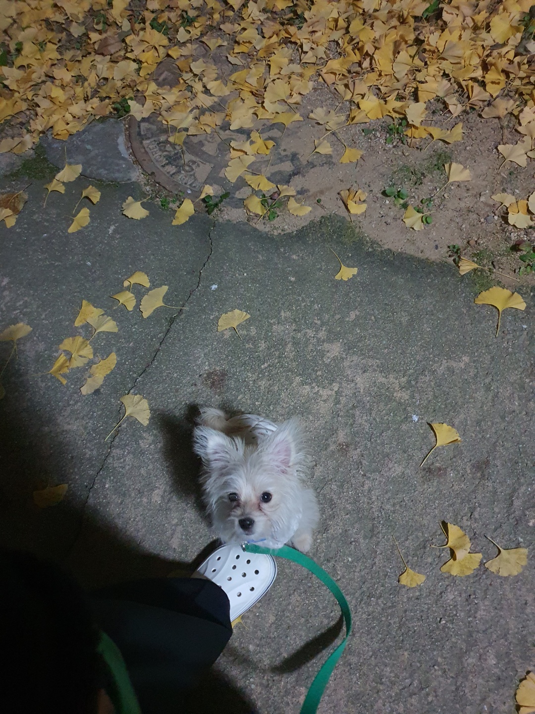 토리(소이)와 가족된 지 한 달이 지났어요!