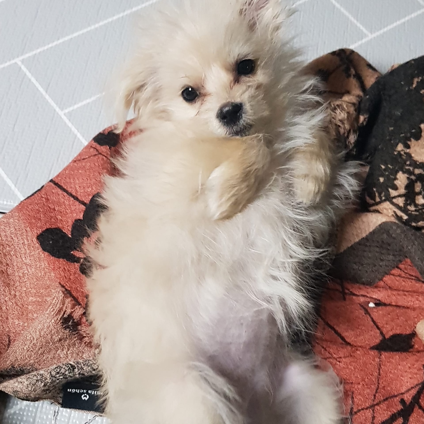 토리(소이)와 가족된 지 한 달이 지났어요!