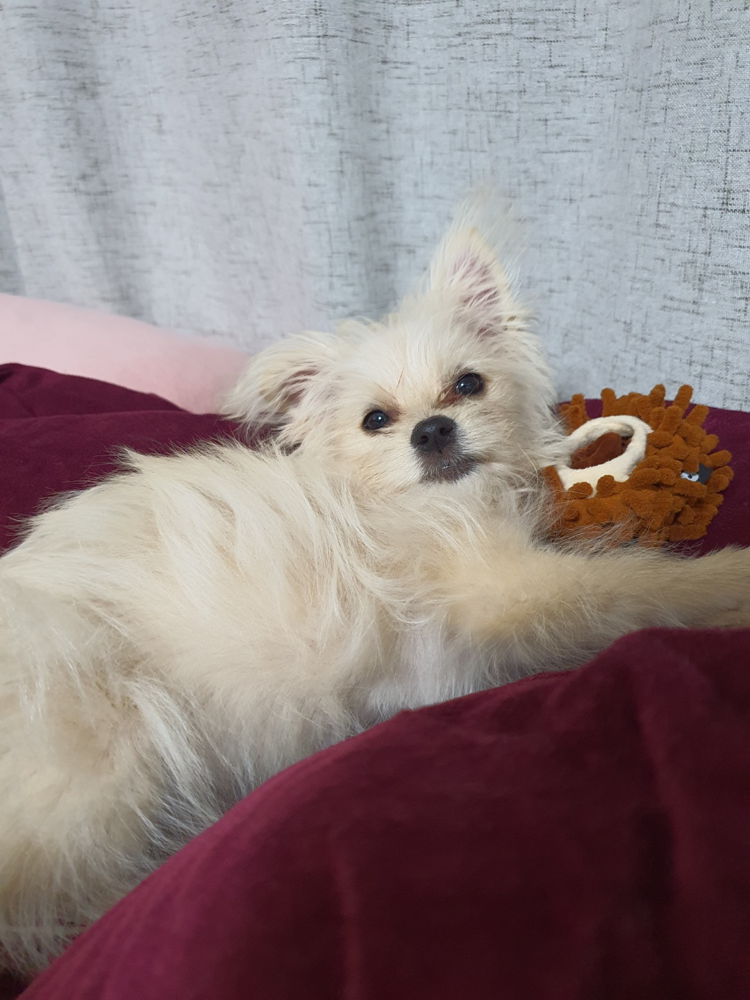 토리(소이)와 가족된 지 한 달이 지났어요!