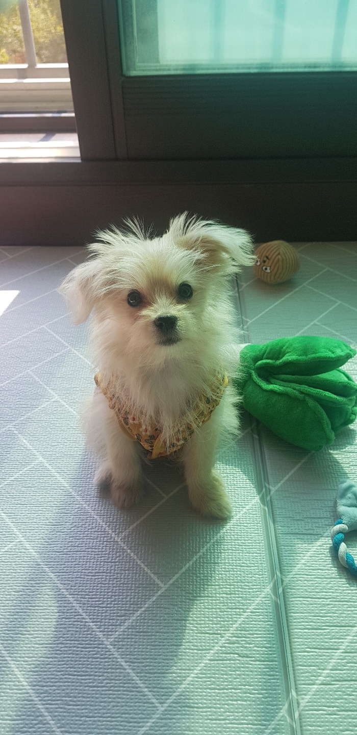 토리(소이)와 가족된 지 한 달이 지났어요!