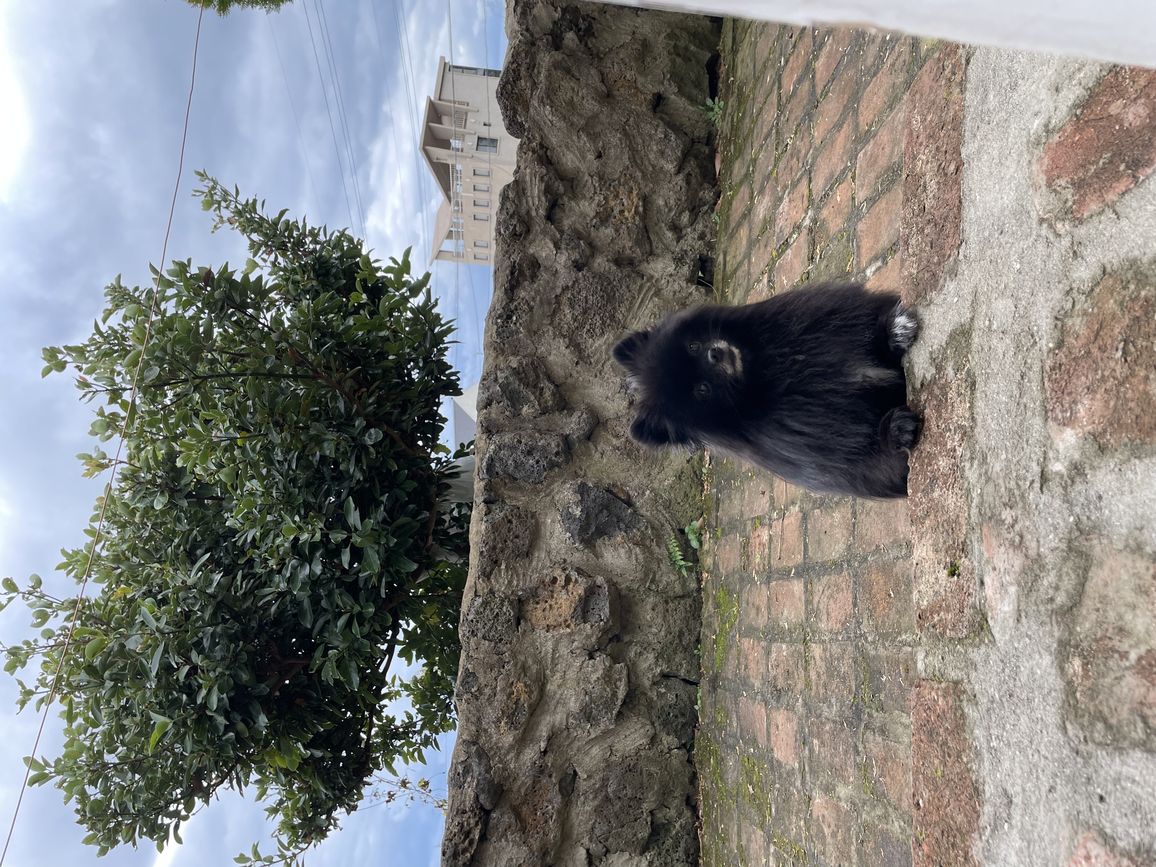 🐝츄(아투) 입양 1달차 후기 + 포리(보은-포2) 입양 4년차 후기💛