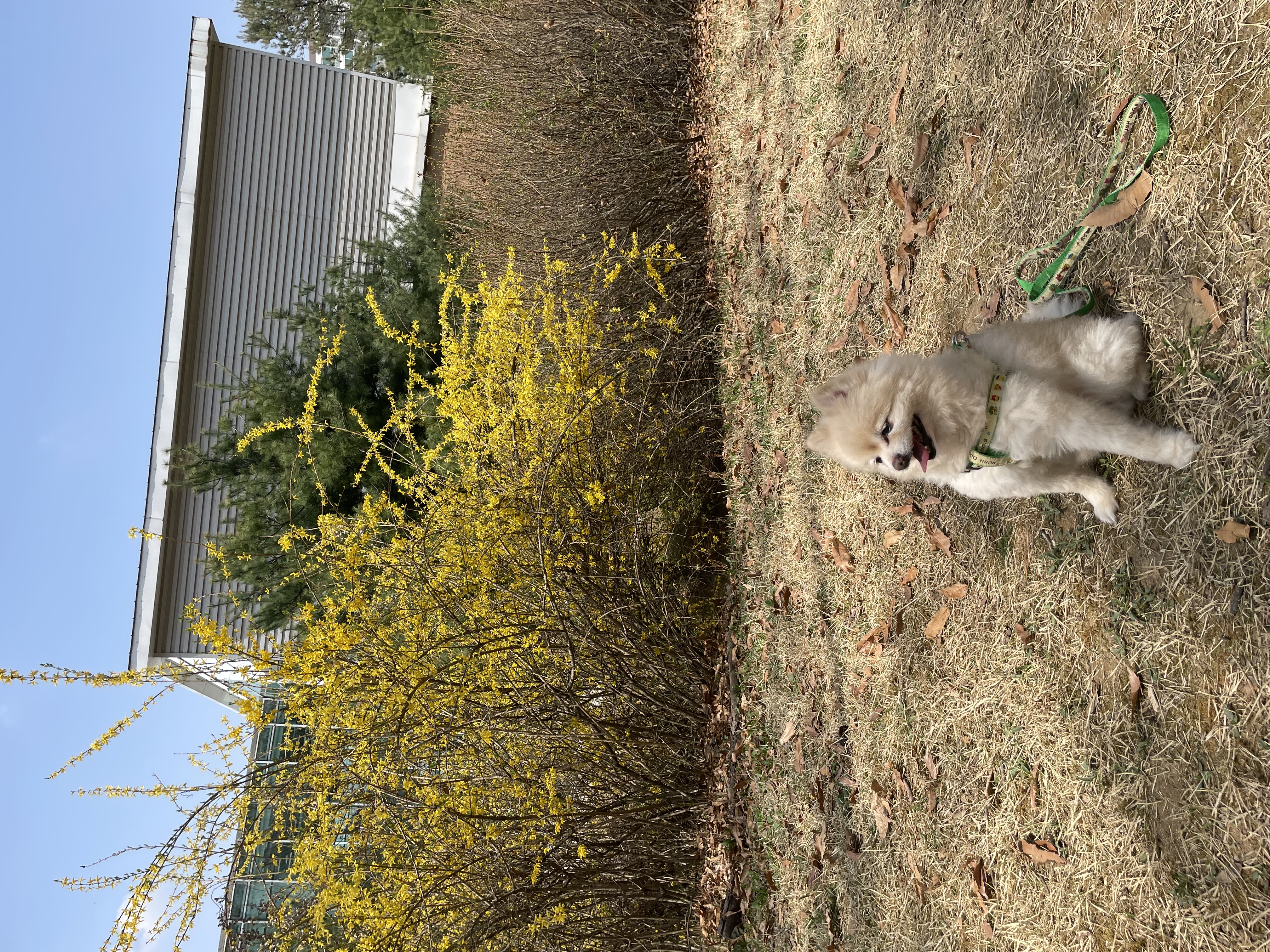 🐝츄(아투) 입양 1달차 후기 + 포리(보은-포2) 입양 4년차 후기💛