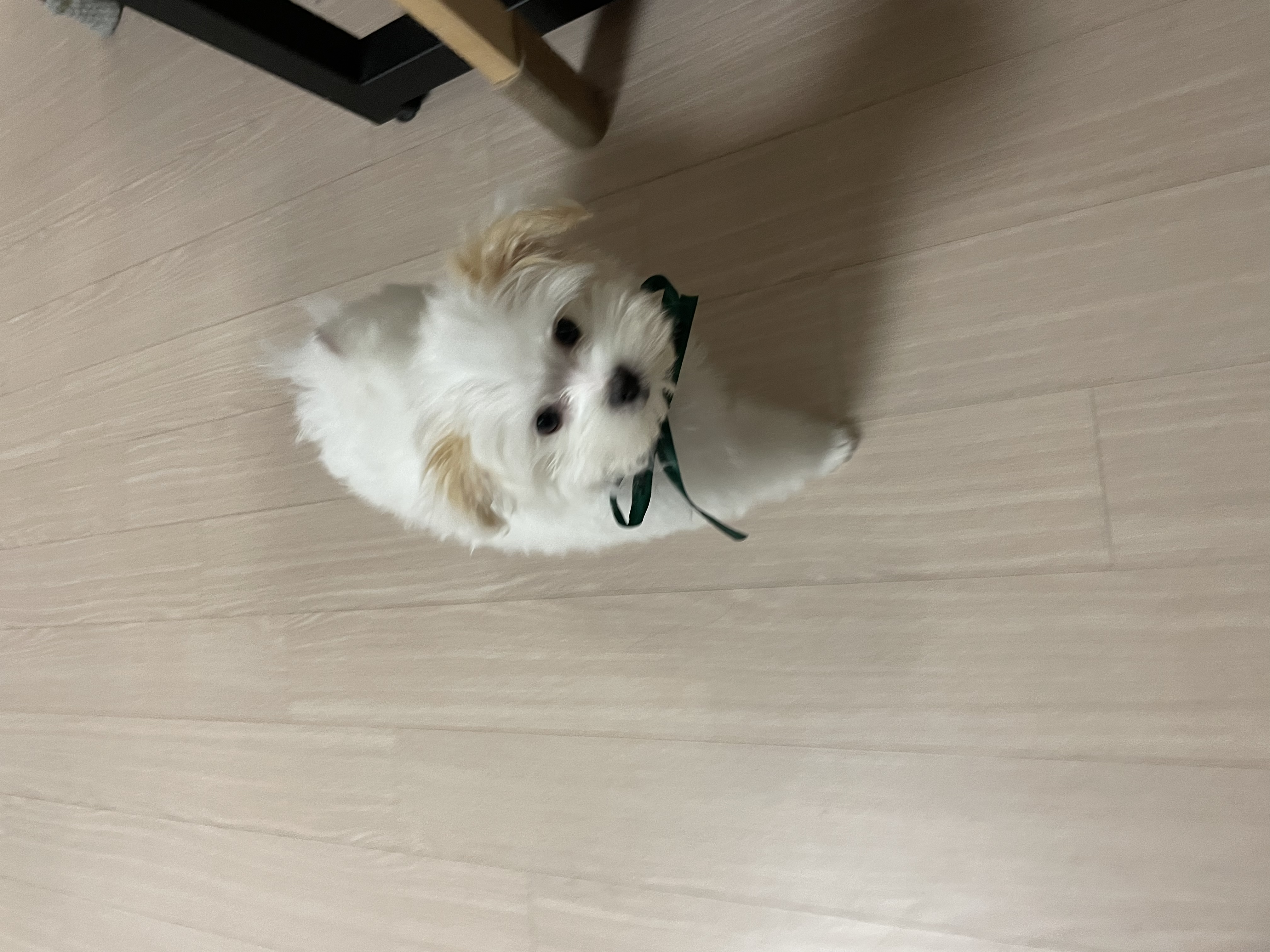 🐝츄(아투) 입양 1달차 후기 + 포리(보은-포2) 입양 4년차 후기💛