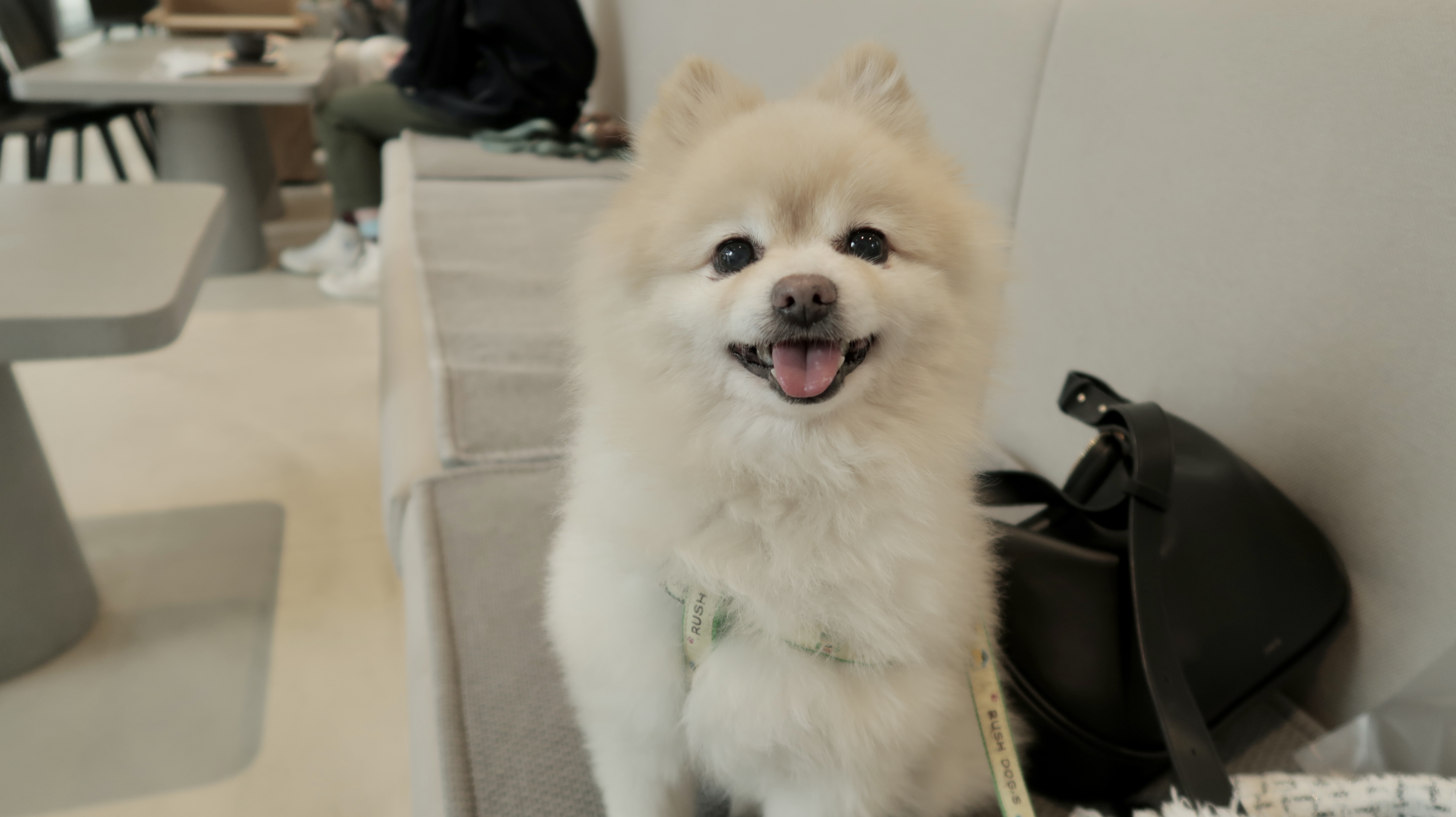 🐝츄(아투) 입양 1달차 후기 + 포리(보은-포2) 입양 4년차 후기💛