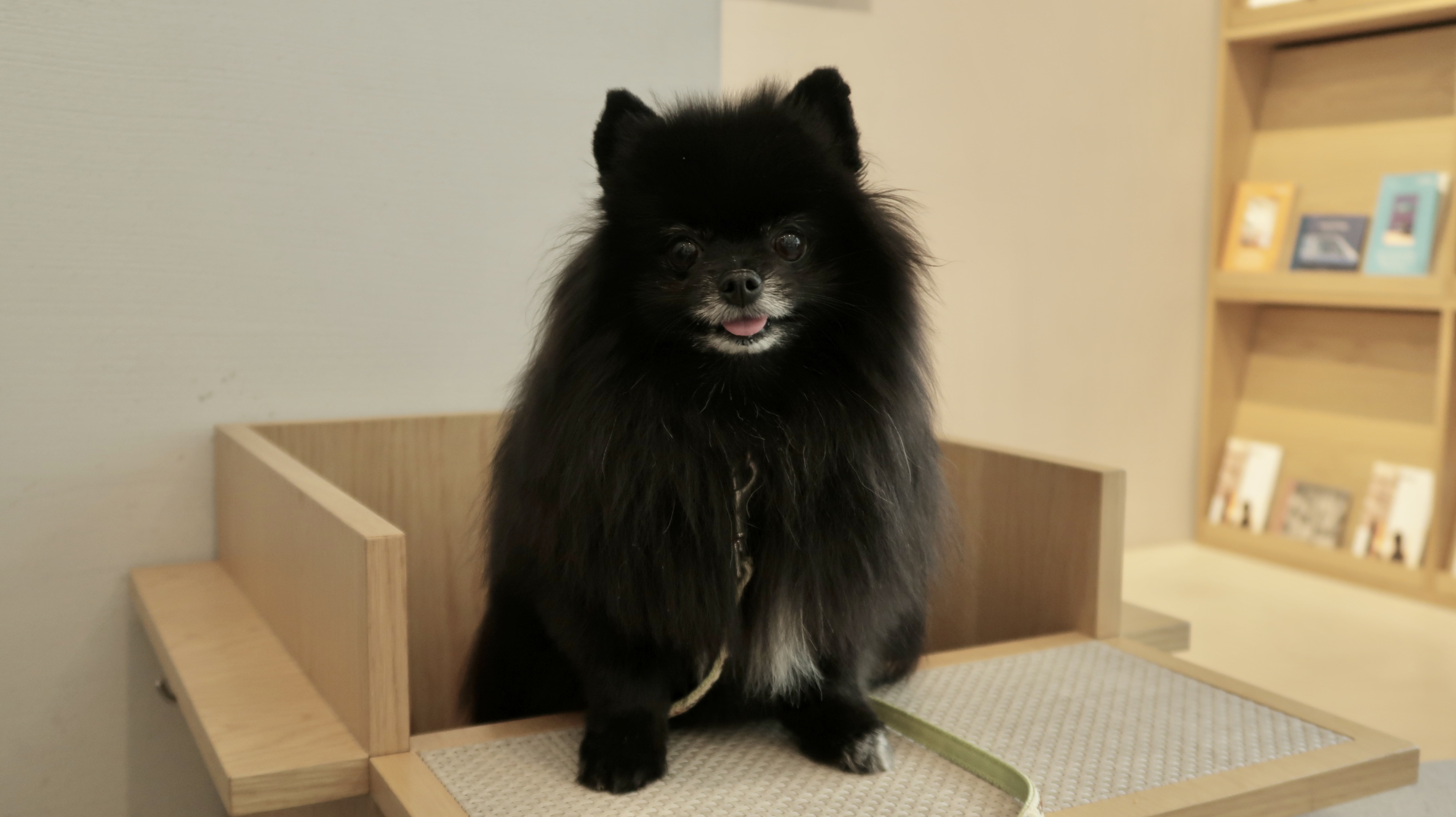 🐝츄(아투) 입양 1달차 후기 + 포리(보은-포2) 입양 4년차 후기💛