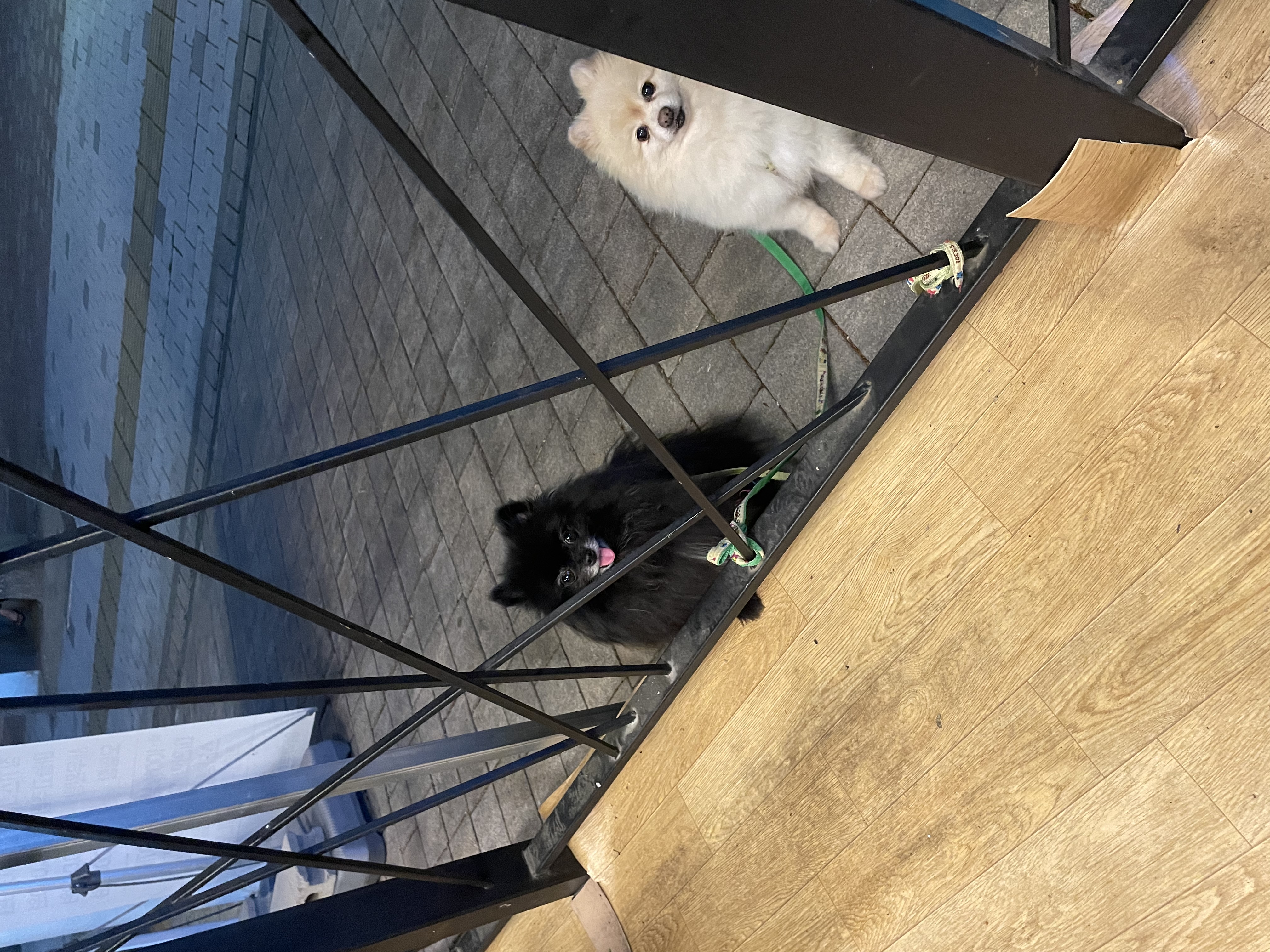 🐝츄(아투) 입양 1달차 후기 + 포리(보은-포2) 입양 4년차 후기💛