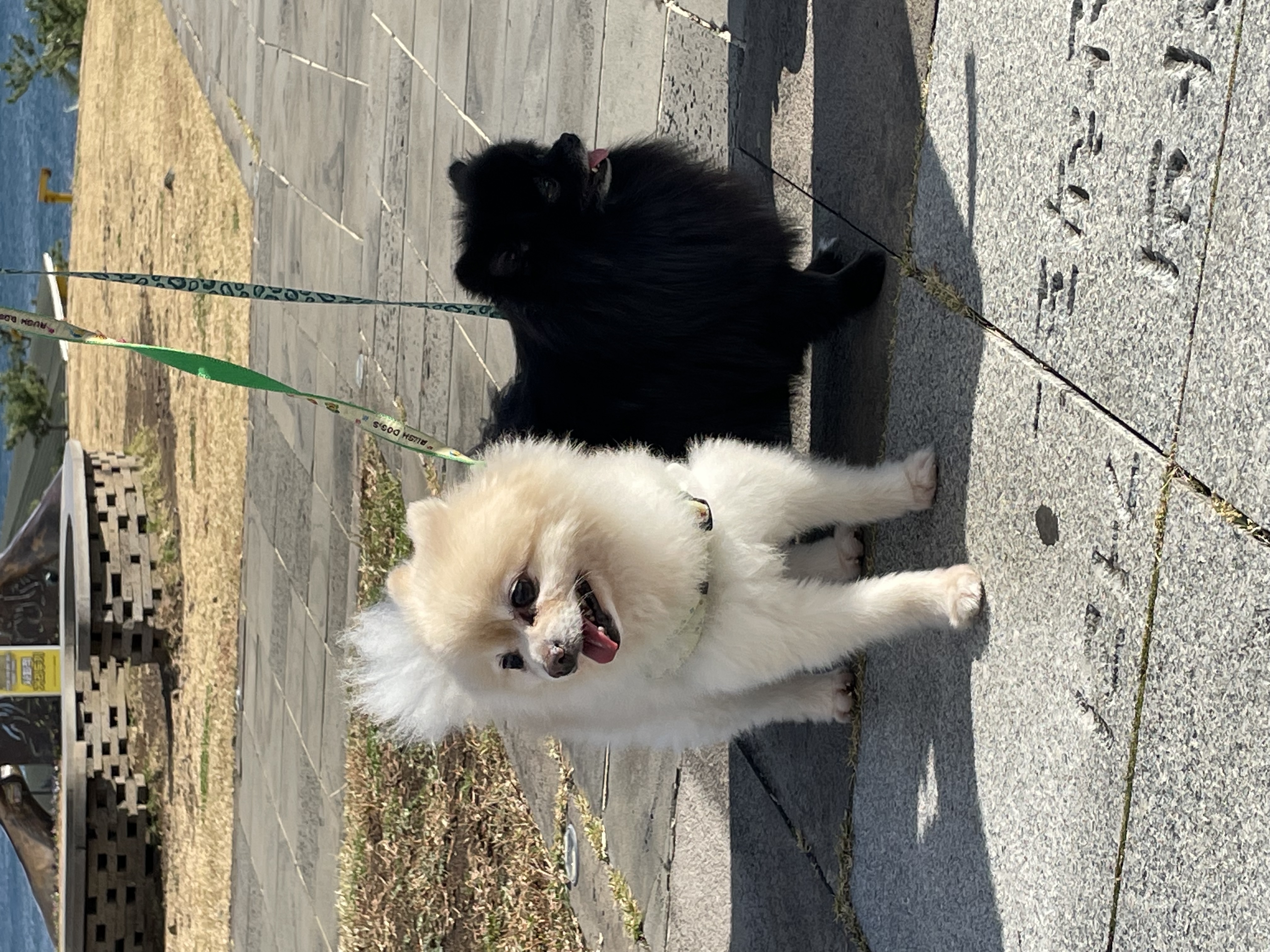 🐝츄(아투) 입양 1달차 후기 + 포리(보은-포2) 입양 4년차 후기💛