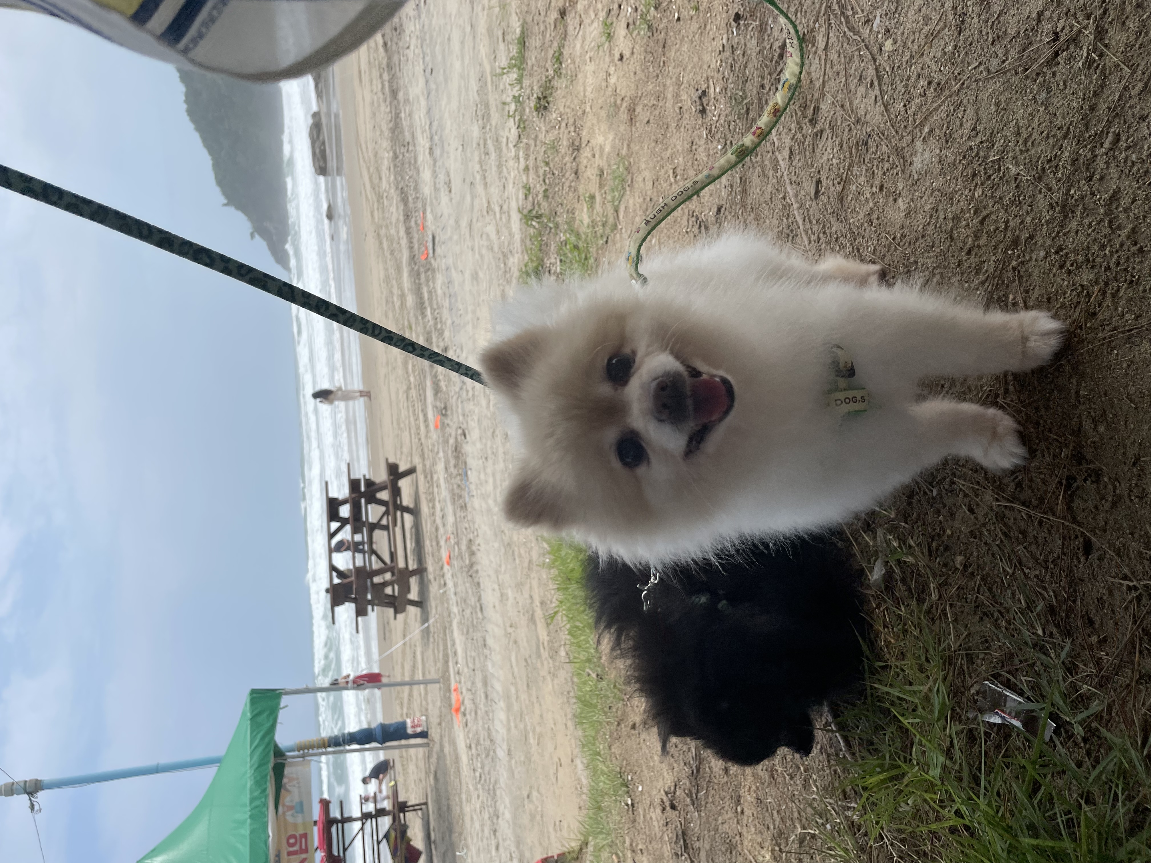 🐝츄(아투) 입양 1달차 후기 + 포리(보은-포2) 입양 4년차 후기💛