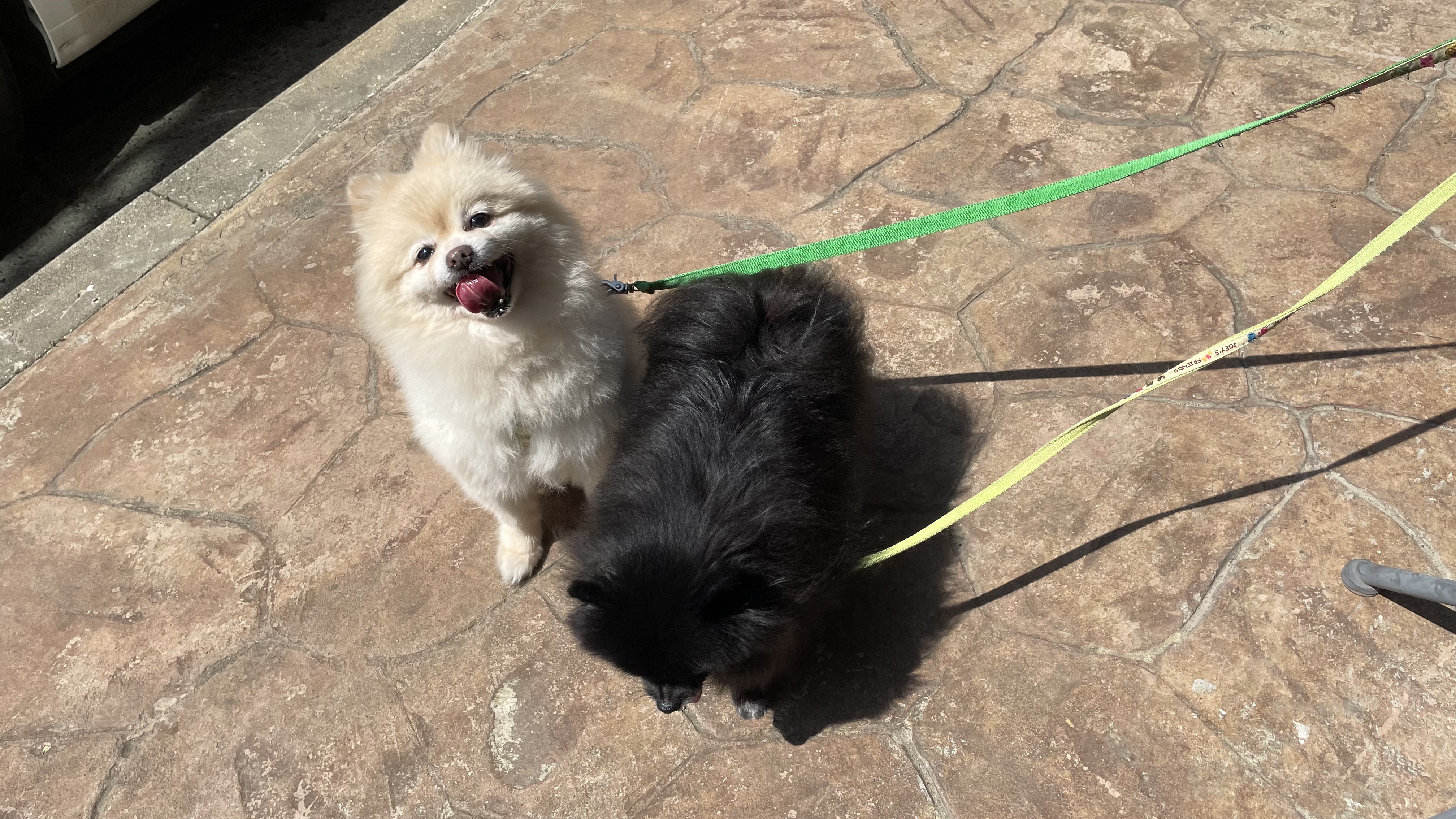 🐝츄(아투) 입양 1달차 후기 + 포리(보은-포2) 입양 4년차 후기💛