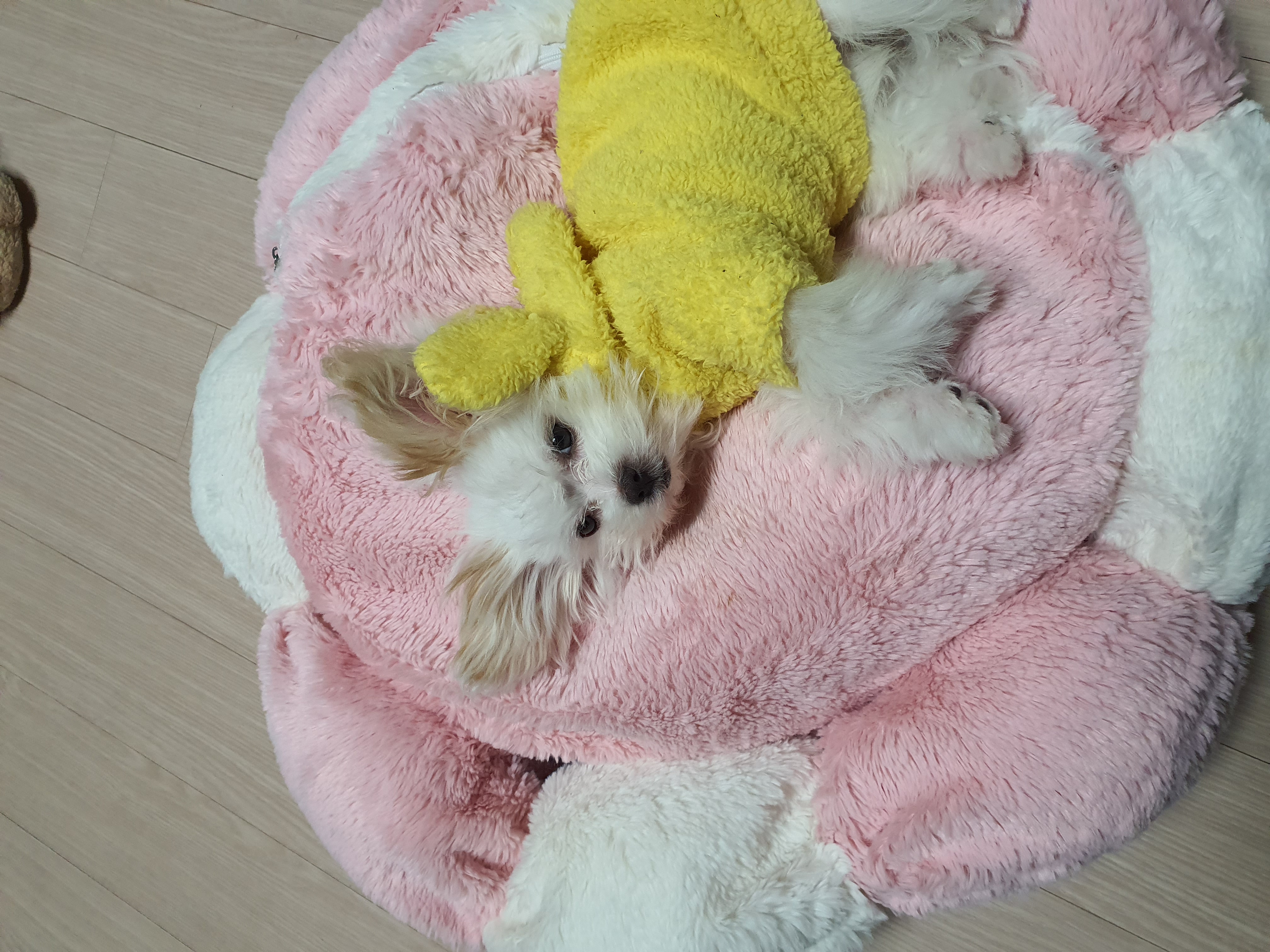 🐝츄(아투) 입양 1달차 후기 + 포리(보은-포2) 입양 4년차 후기💛