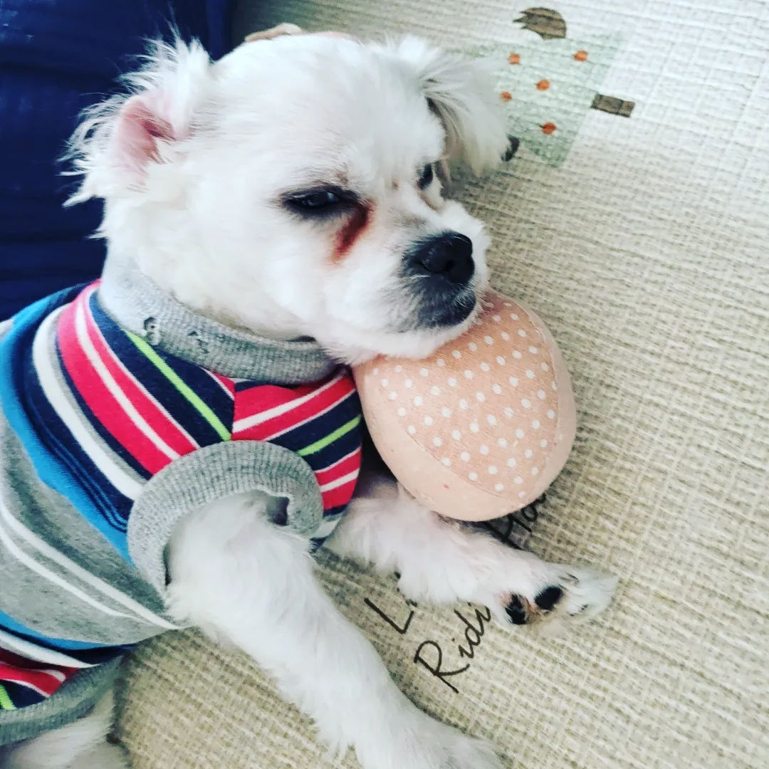 썬(포치) 입양 3개월^^