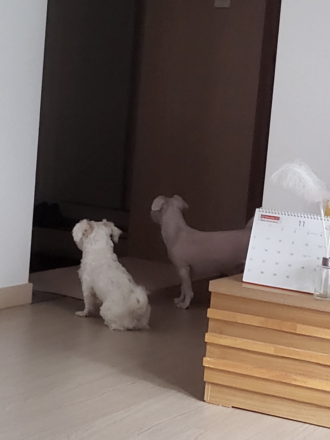 썬(포치) 입양 3개월^^