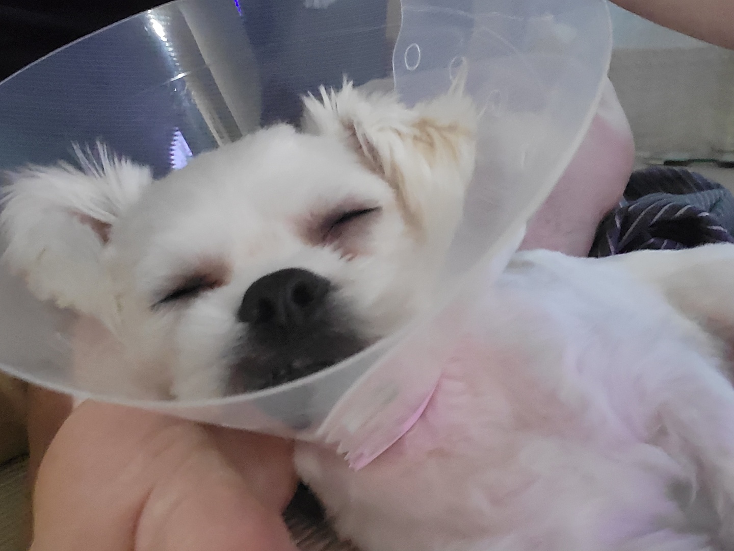 썬(포치) 입양 3개월^^