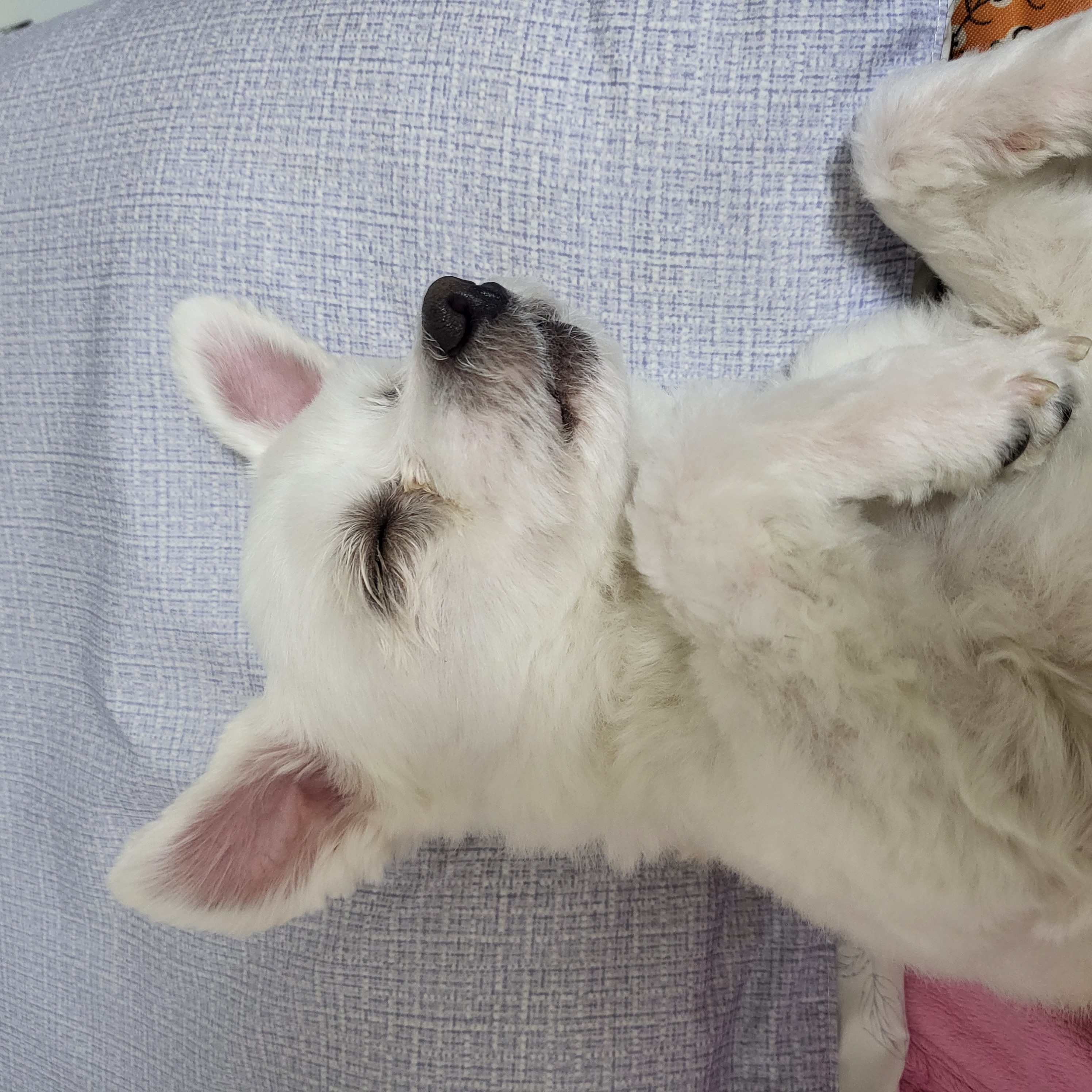 포오(현 배추) 입양 두달 후기