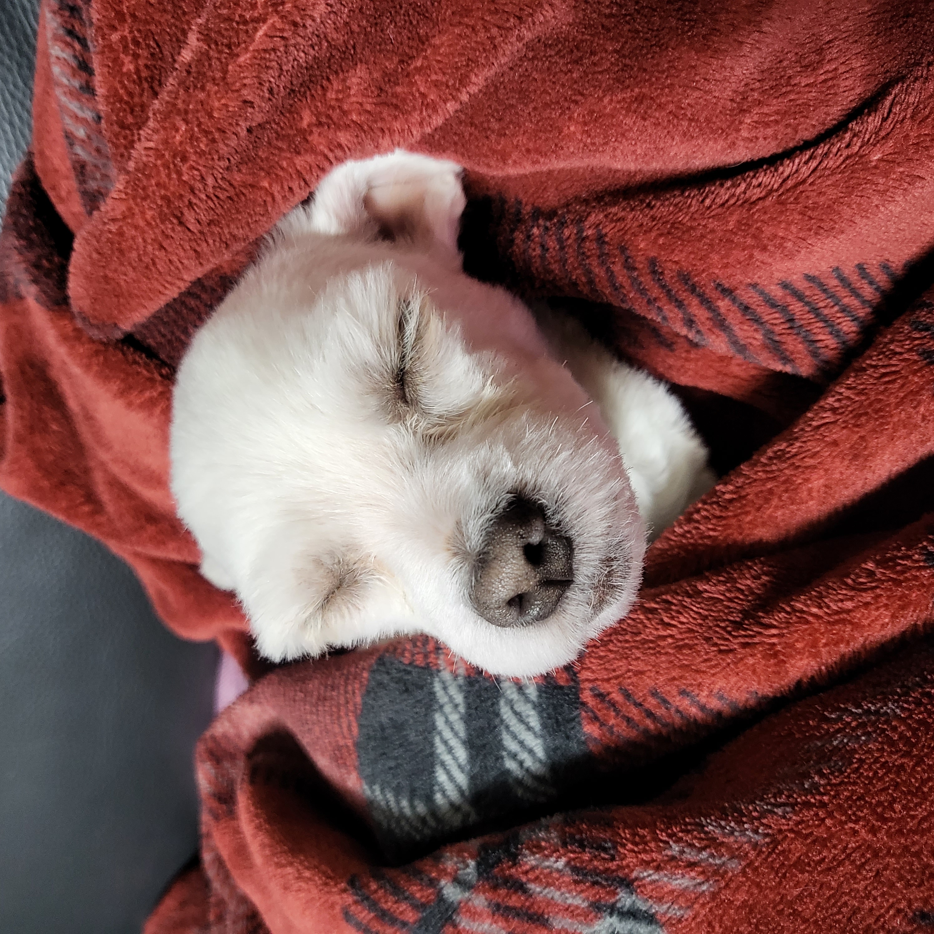 포오(현 배추) 입양 두달 후기