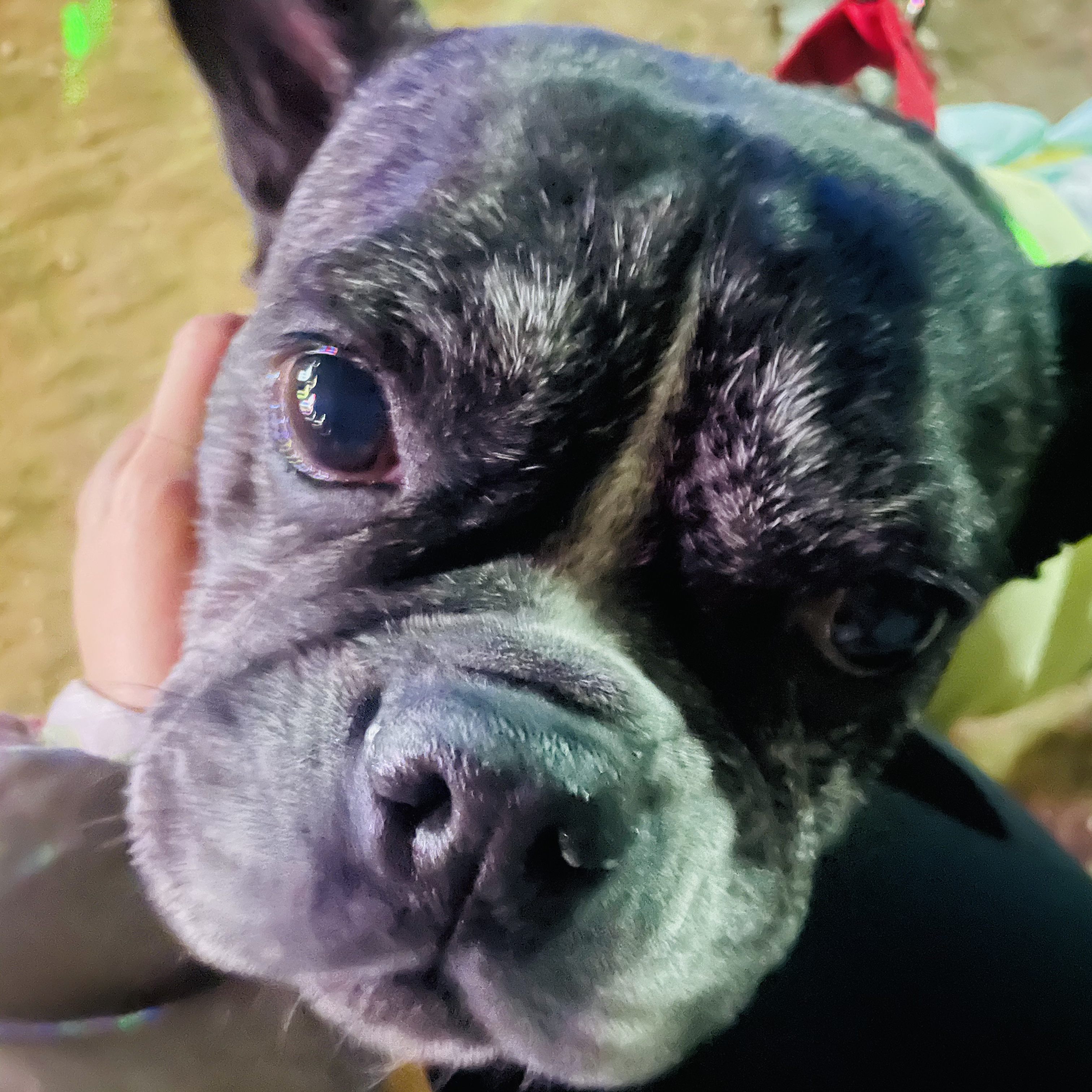 호이 임보 일기 ❤️ (벽강보호소 구조)