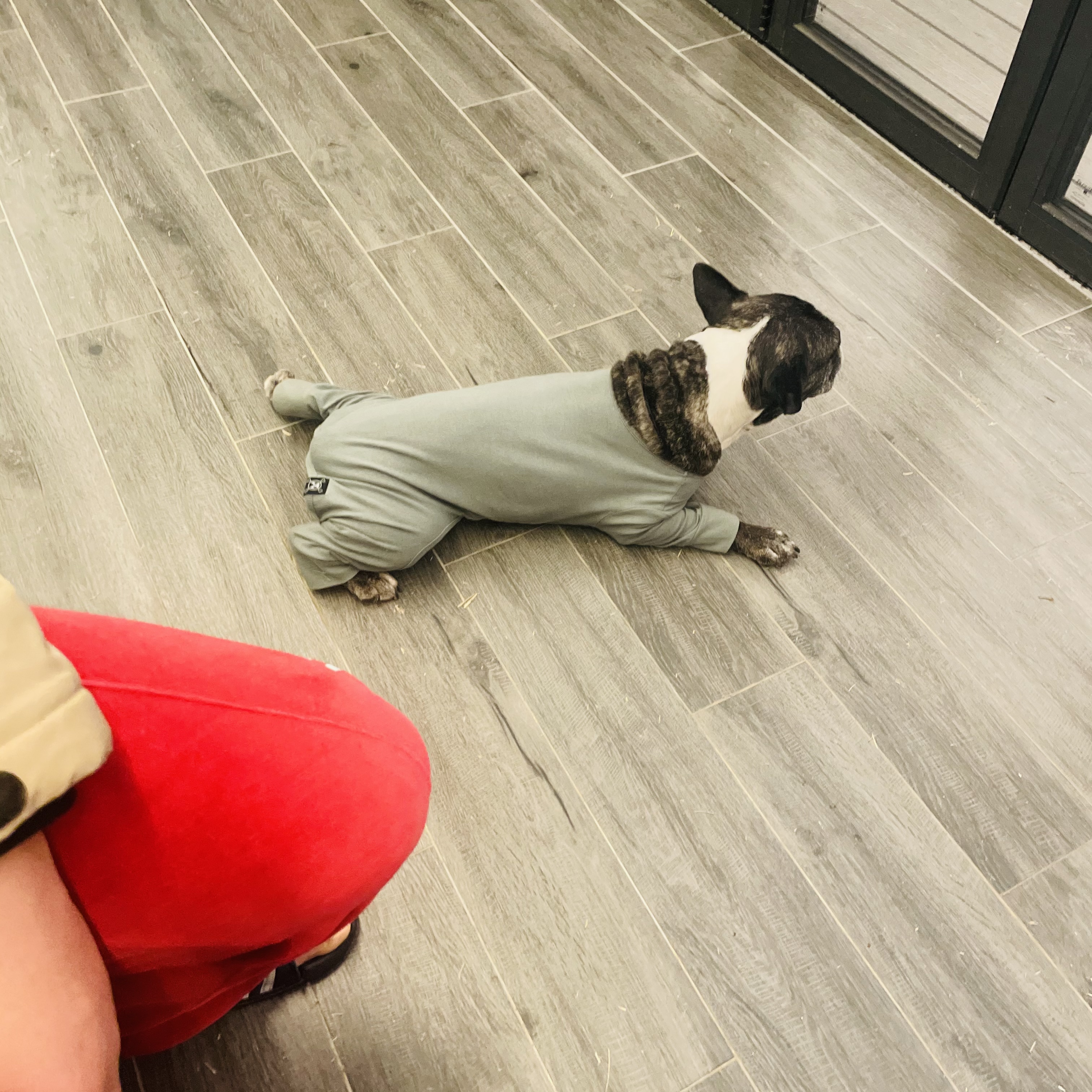 호이 임보 일기 ❤️ (벽강보호소 구조)