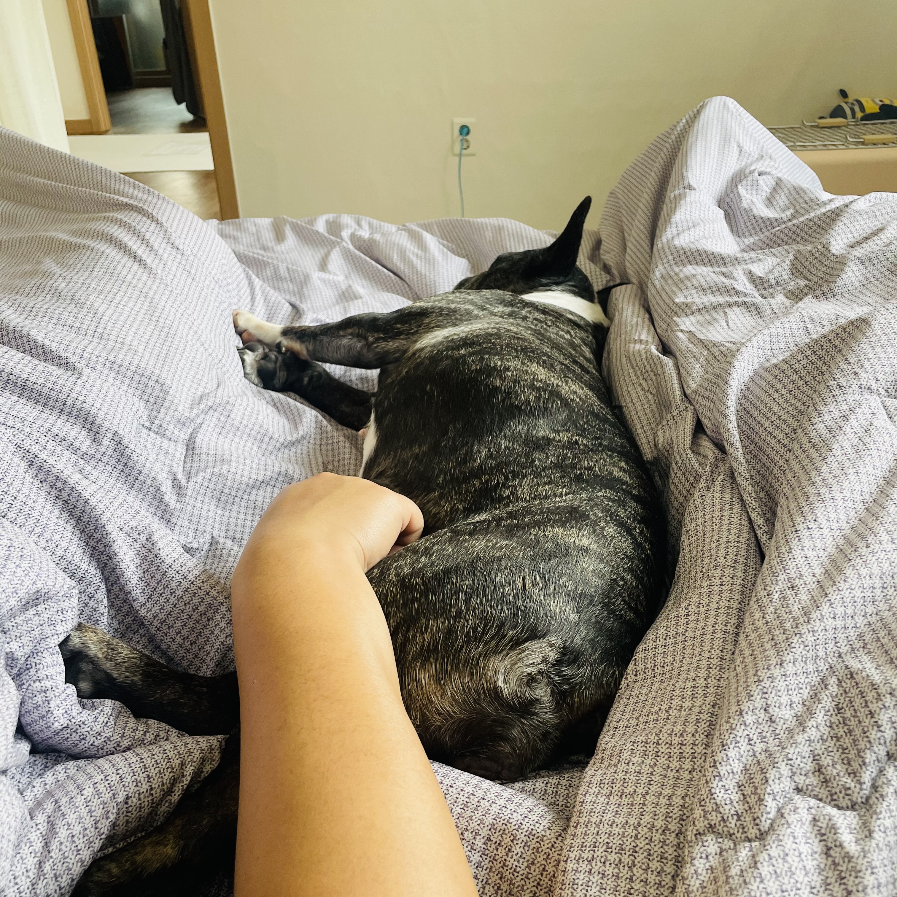 호이 임보 일기 ❤️ (벽강보호소 구조)