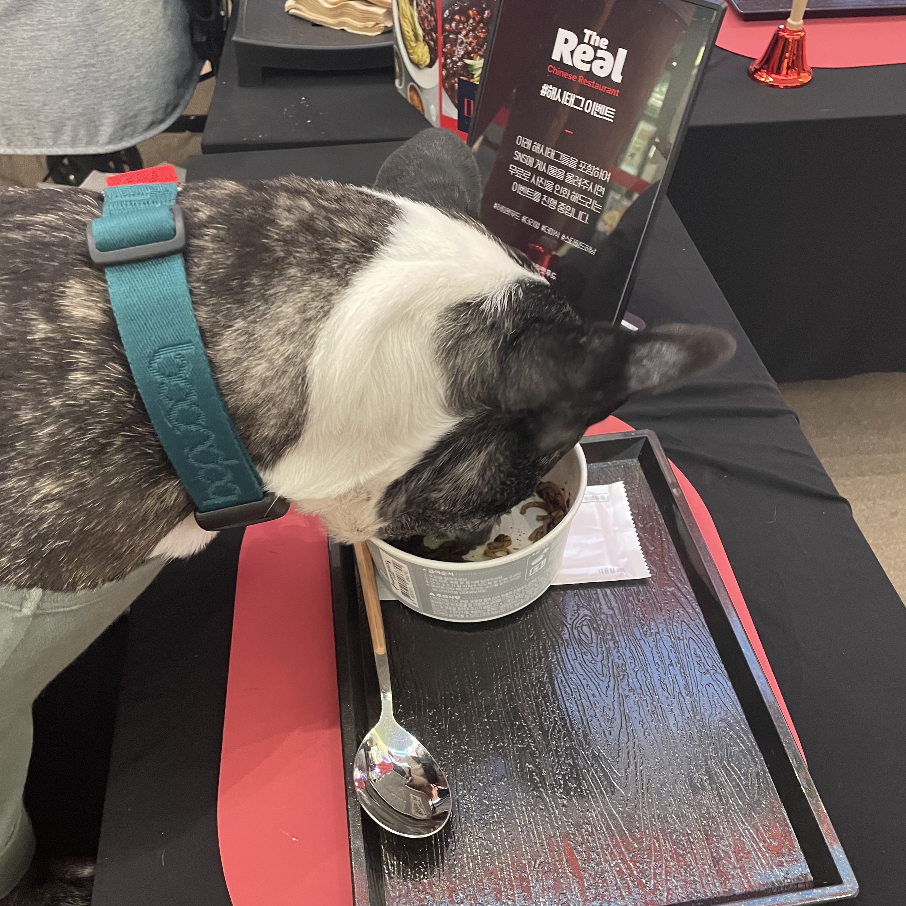 호이 임보 일기 ❤️ (벽강보호소 구조)