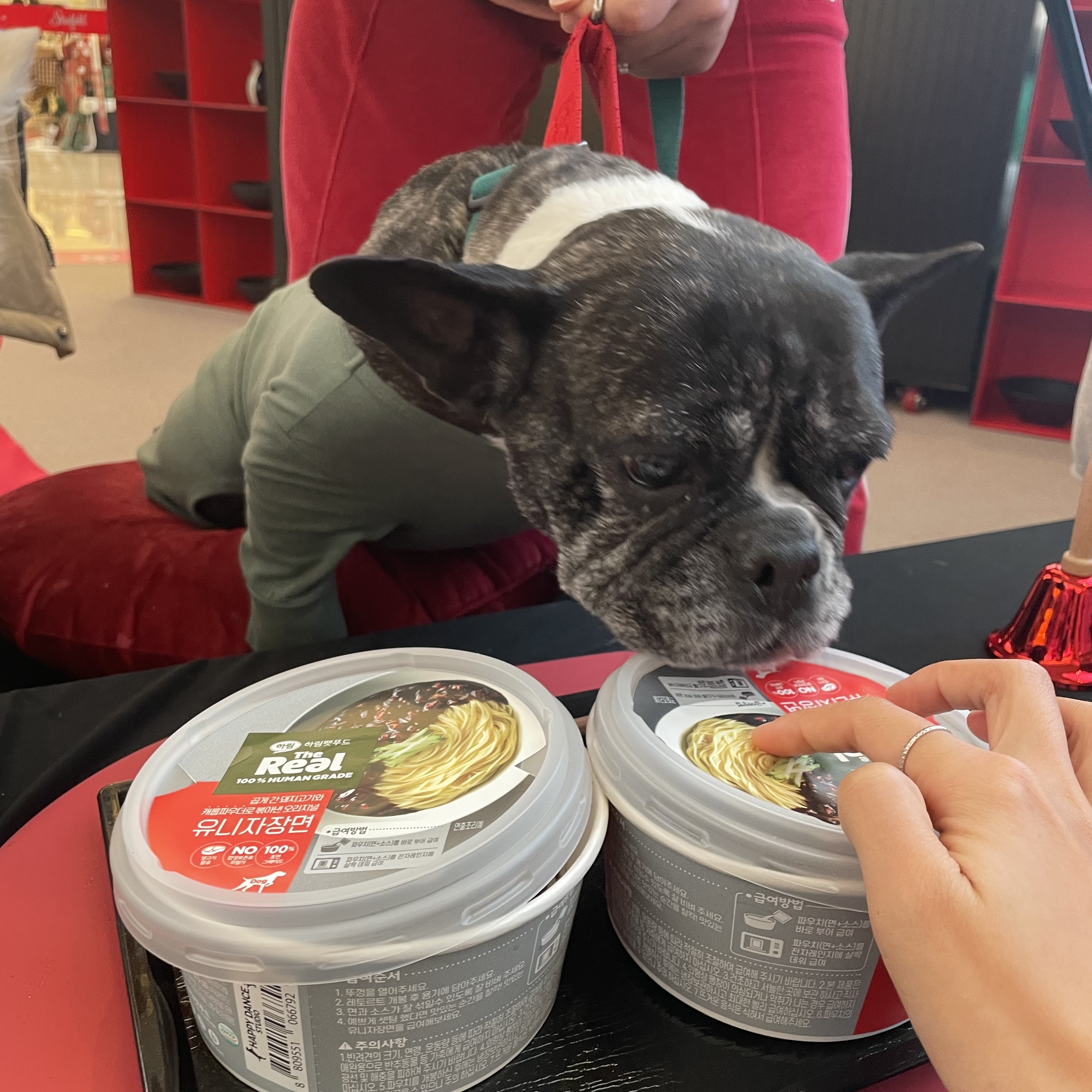 호이 임보 일기 ❤️ (벽강보호소 구조)