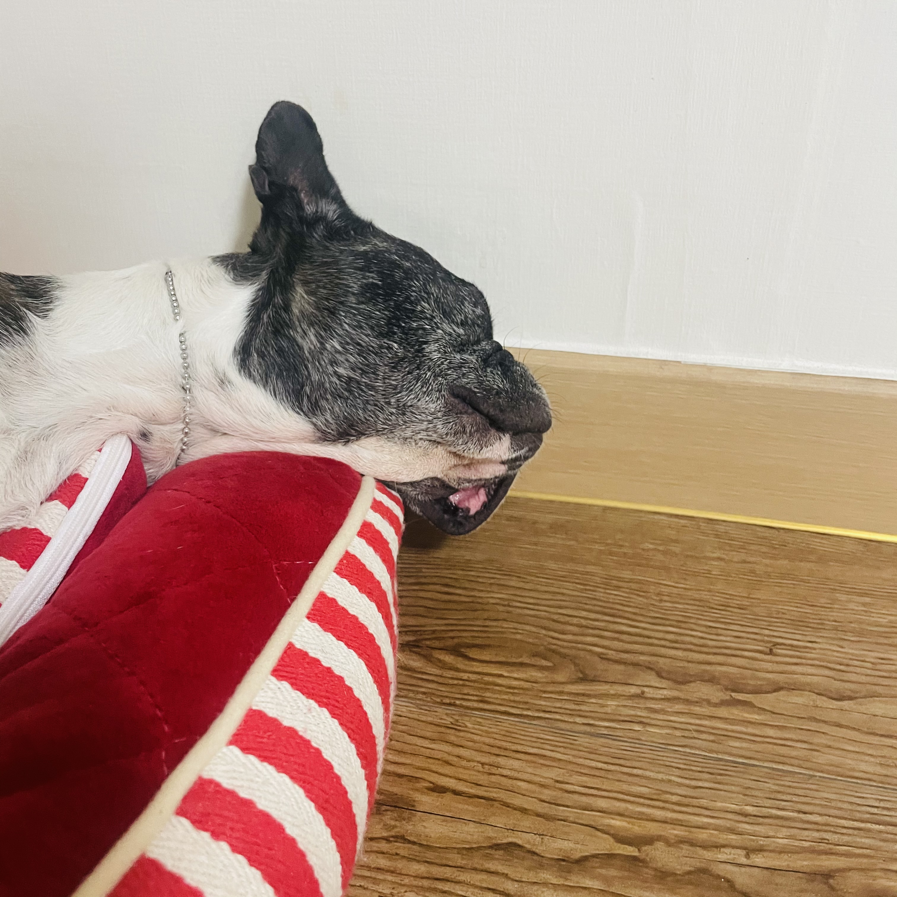 호이 임보 일기 ❤️ (벽강보호소 구조)