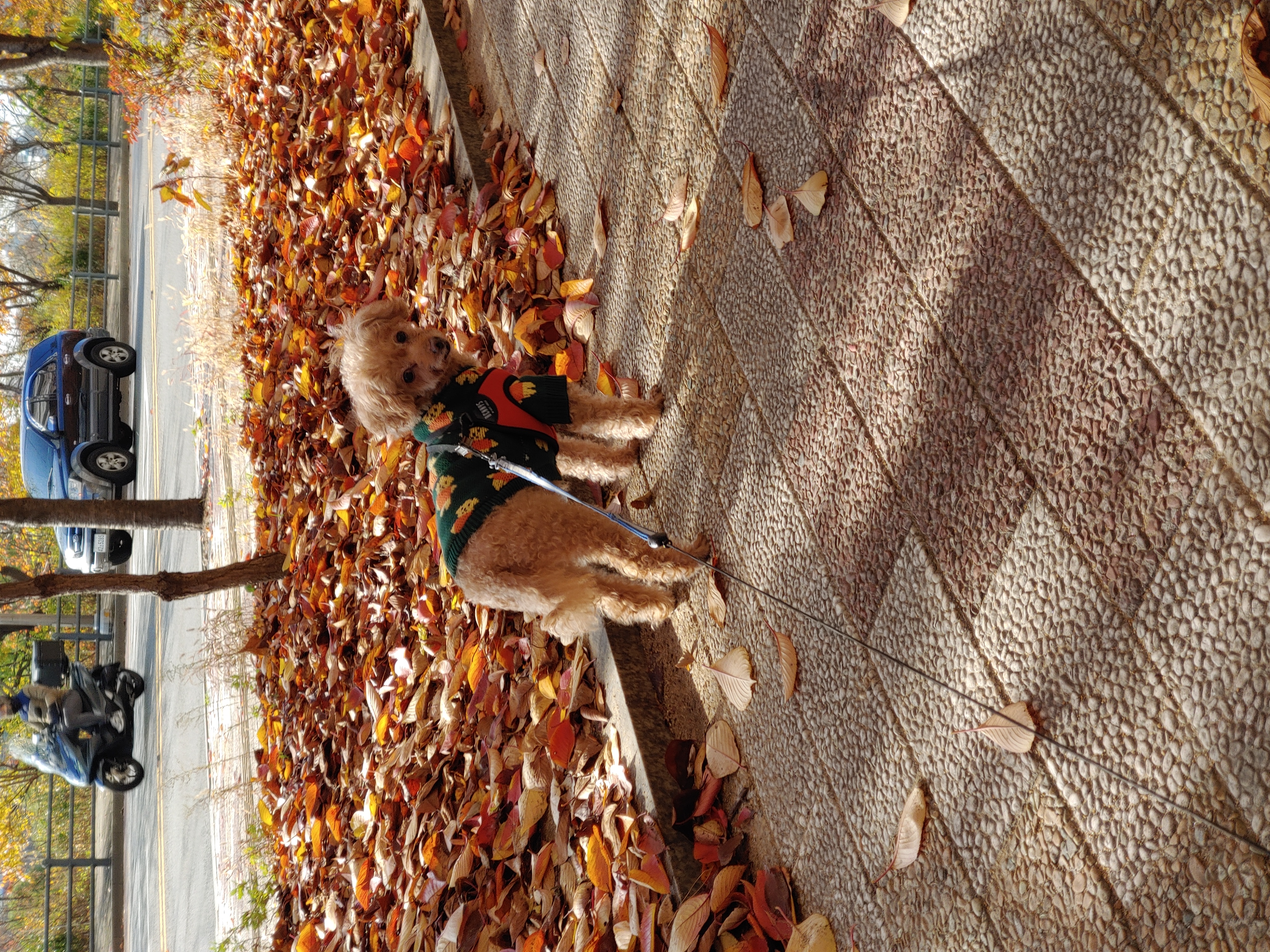 곤지암 팔랑이~~(지금은 버디^^)