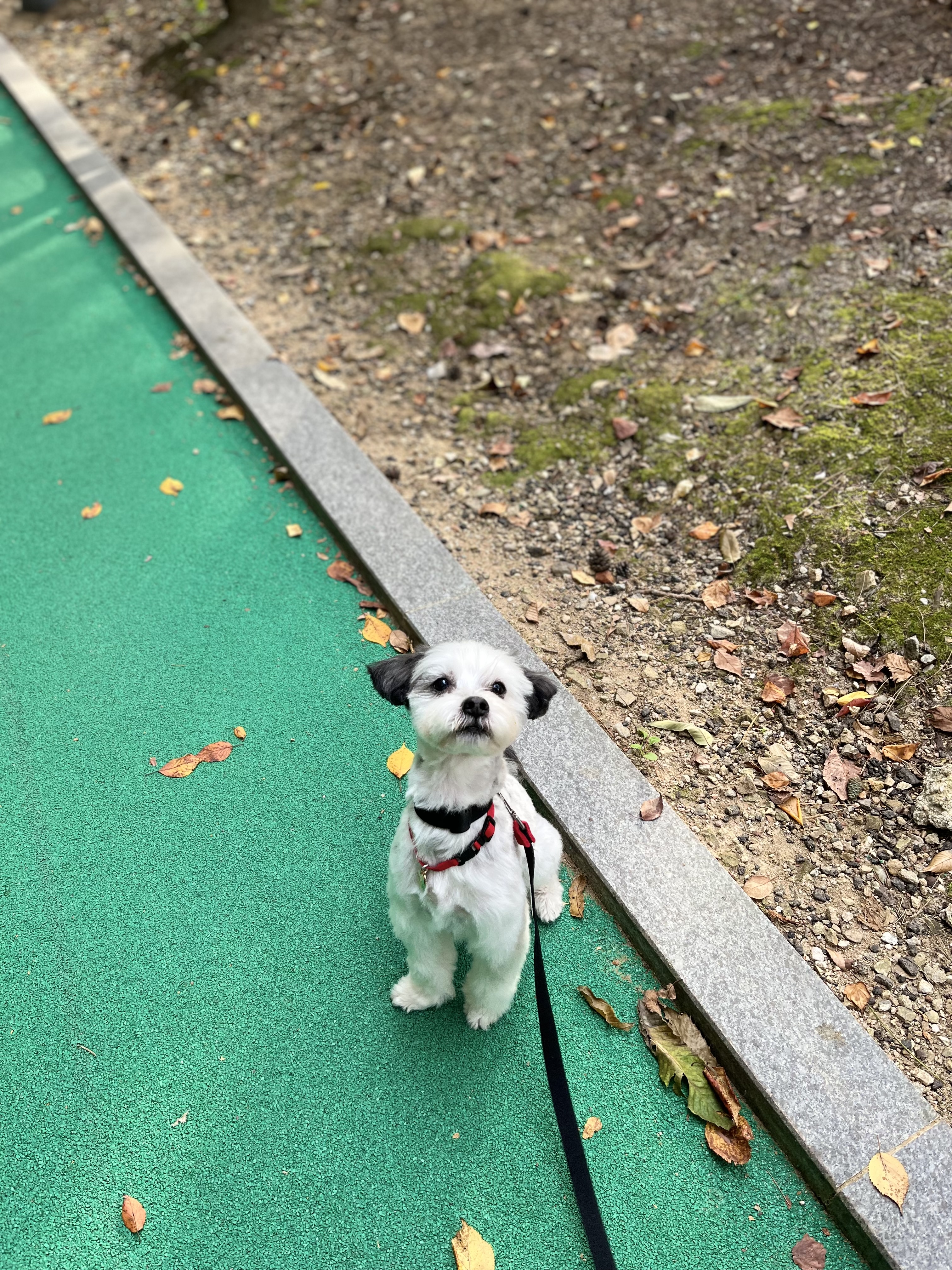 비뭉이(현 밀리) 입양 3개월 후기