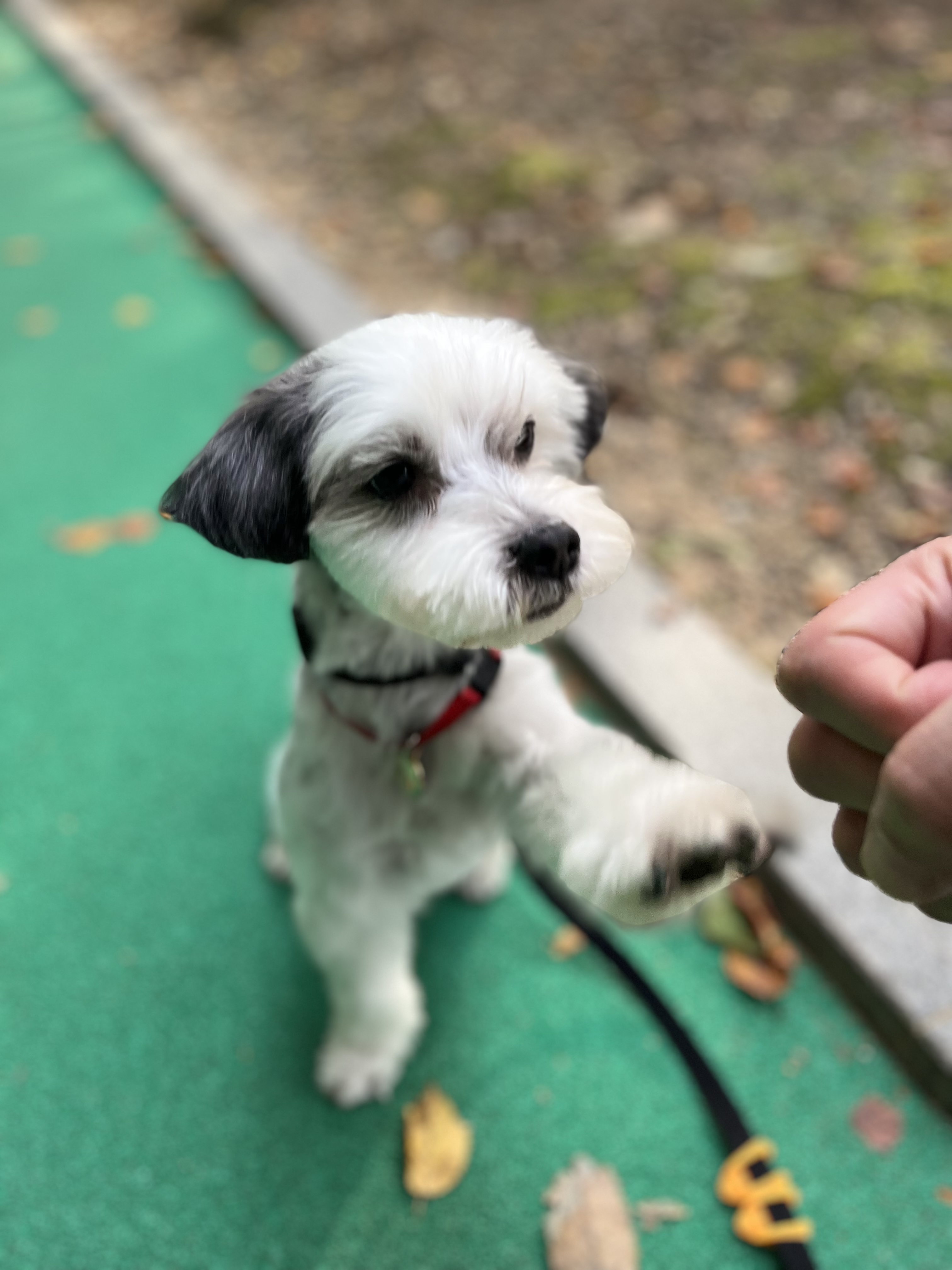 비뭉이(현 밀리) 입양 3개월 후기