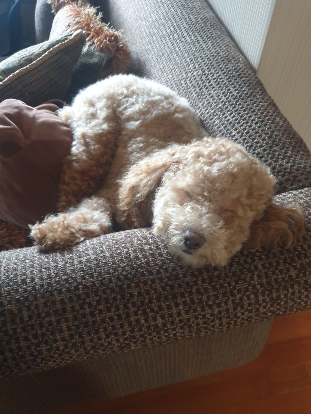 랑이(곤지암 해사) 1년 8개월 소식입니다.