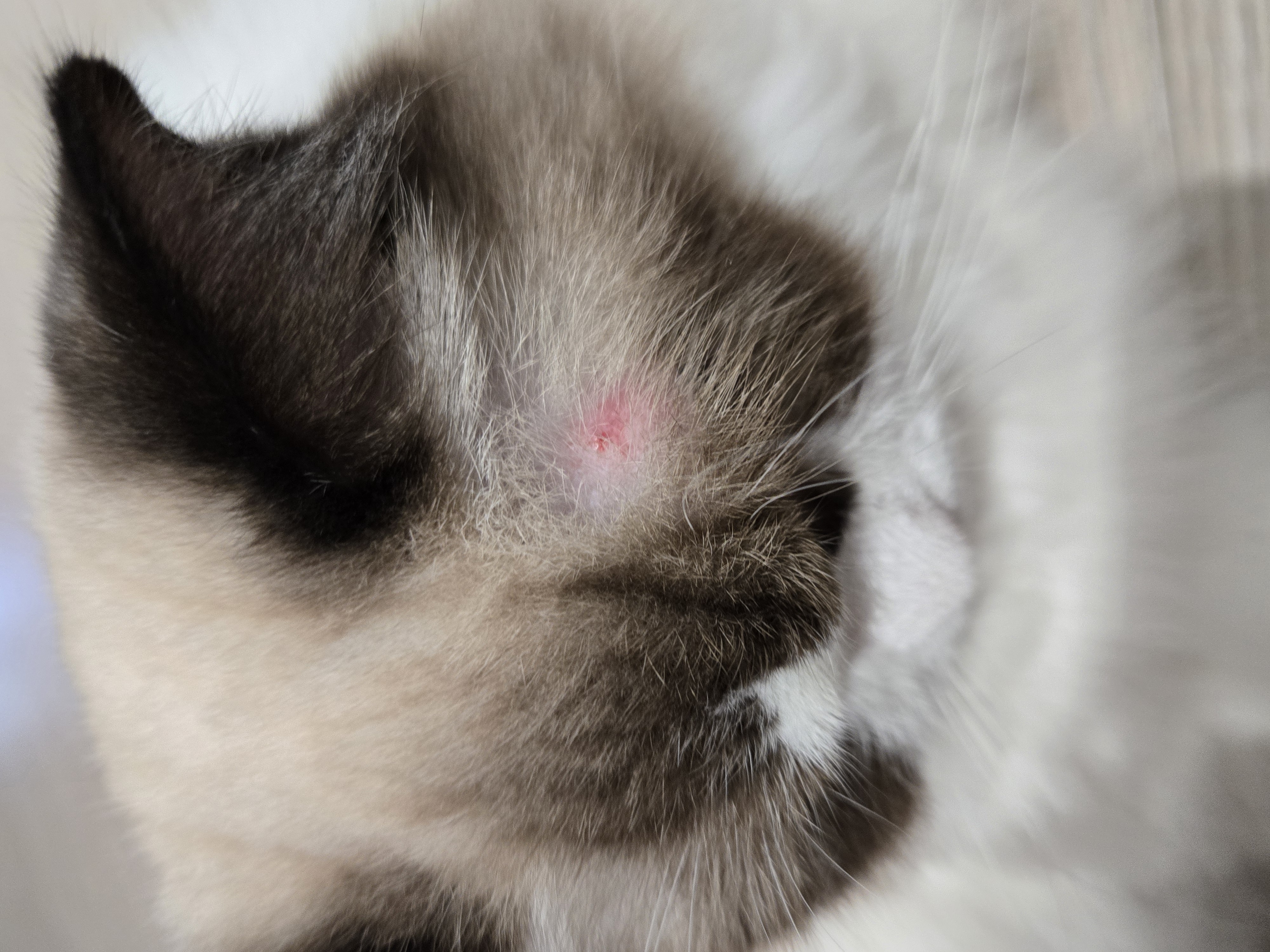 미야오(마시) 우리는 가족 : 1개월 차