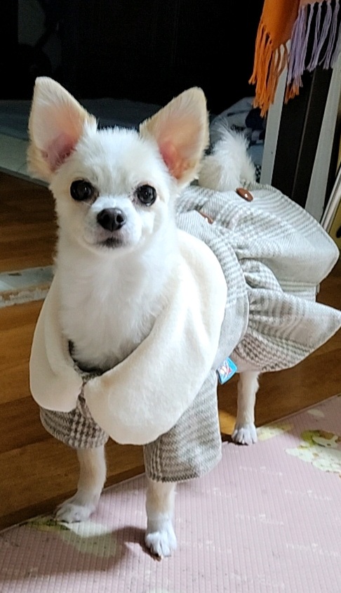 토리(가나)와의  석달후기ᆢ