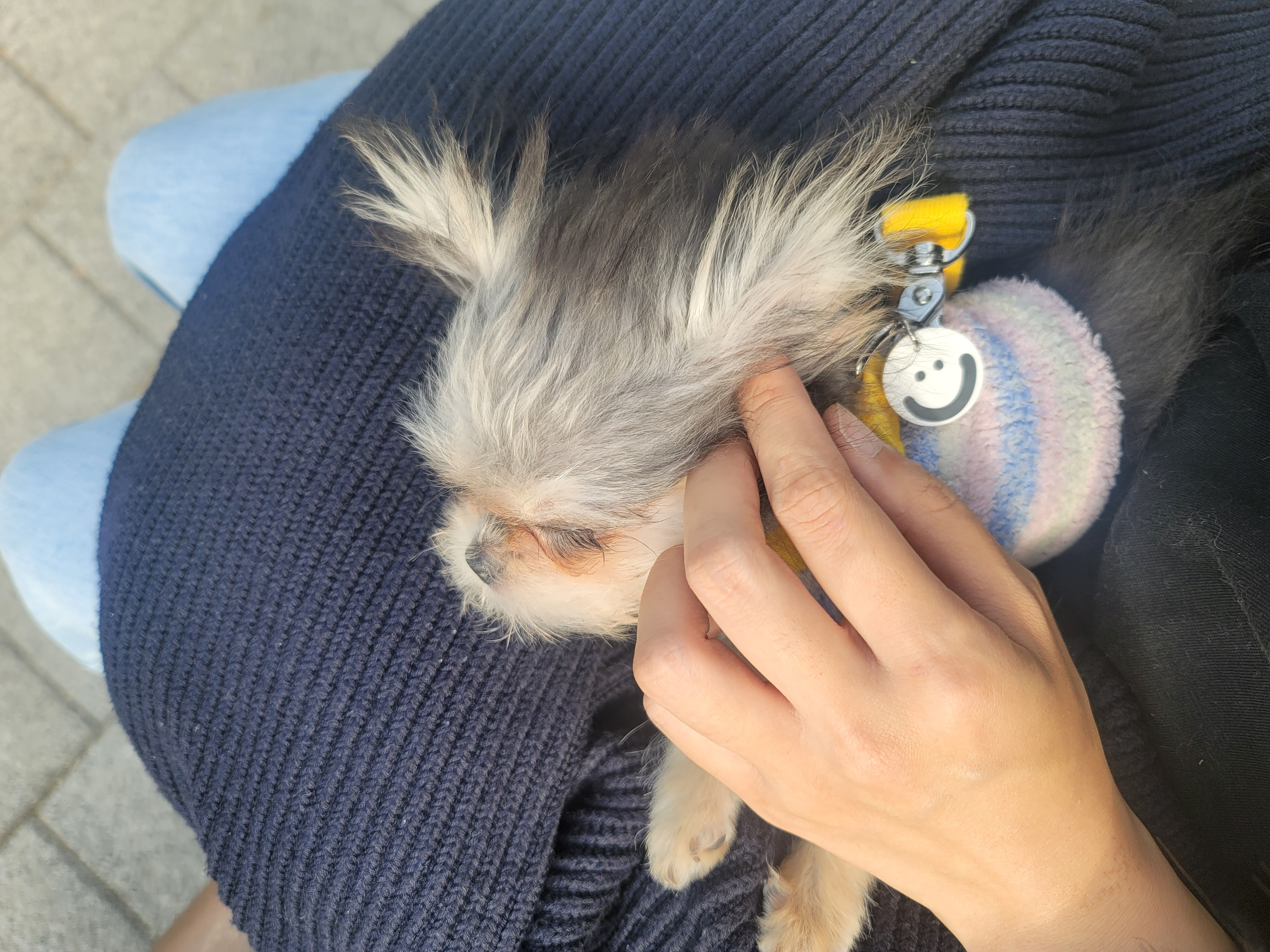 자반(구 소삼)이 입양 1개월 후기 🥰