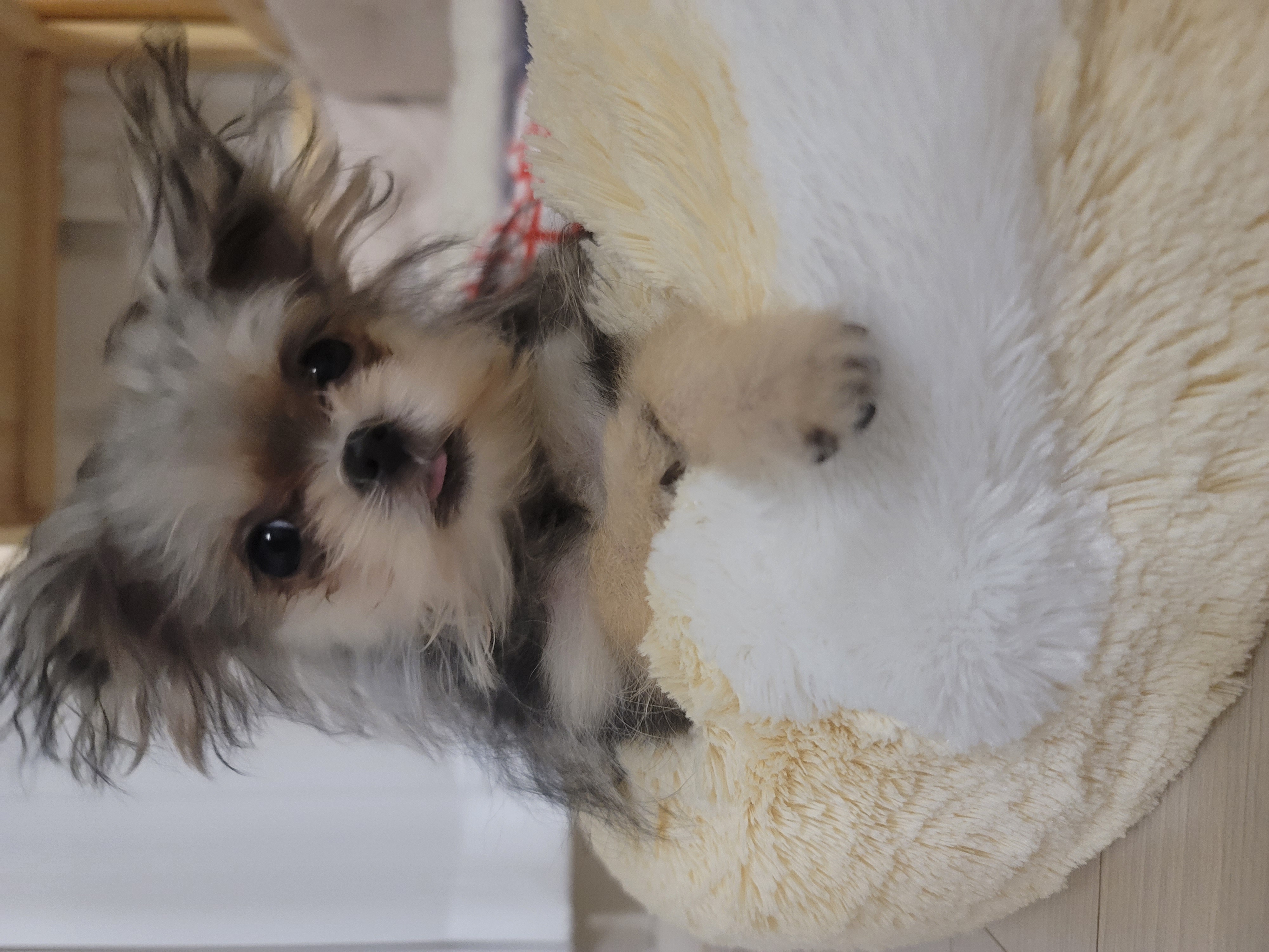 자반(구 소삼)이 입양 1개월 후기 🥰