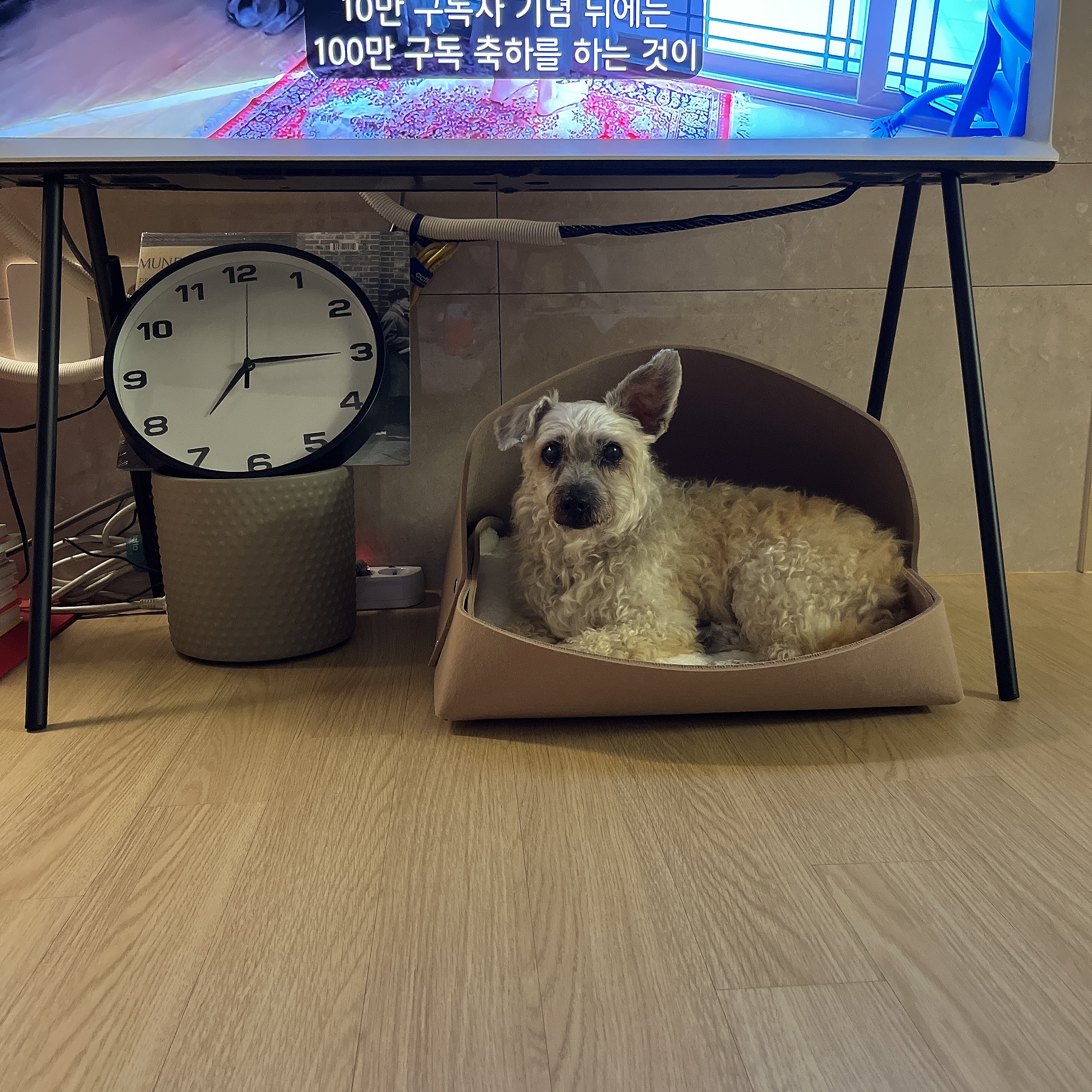 바오 임시보호 후기1-일주일차